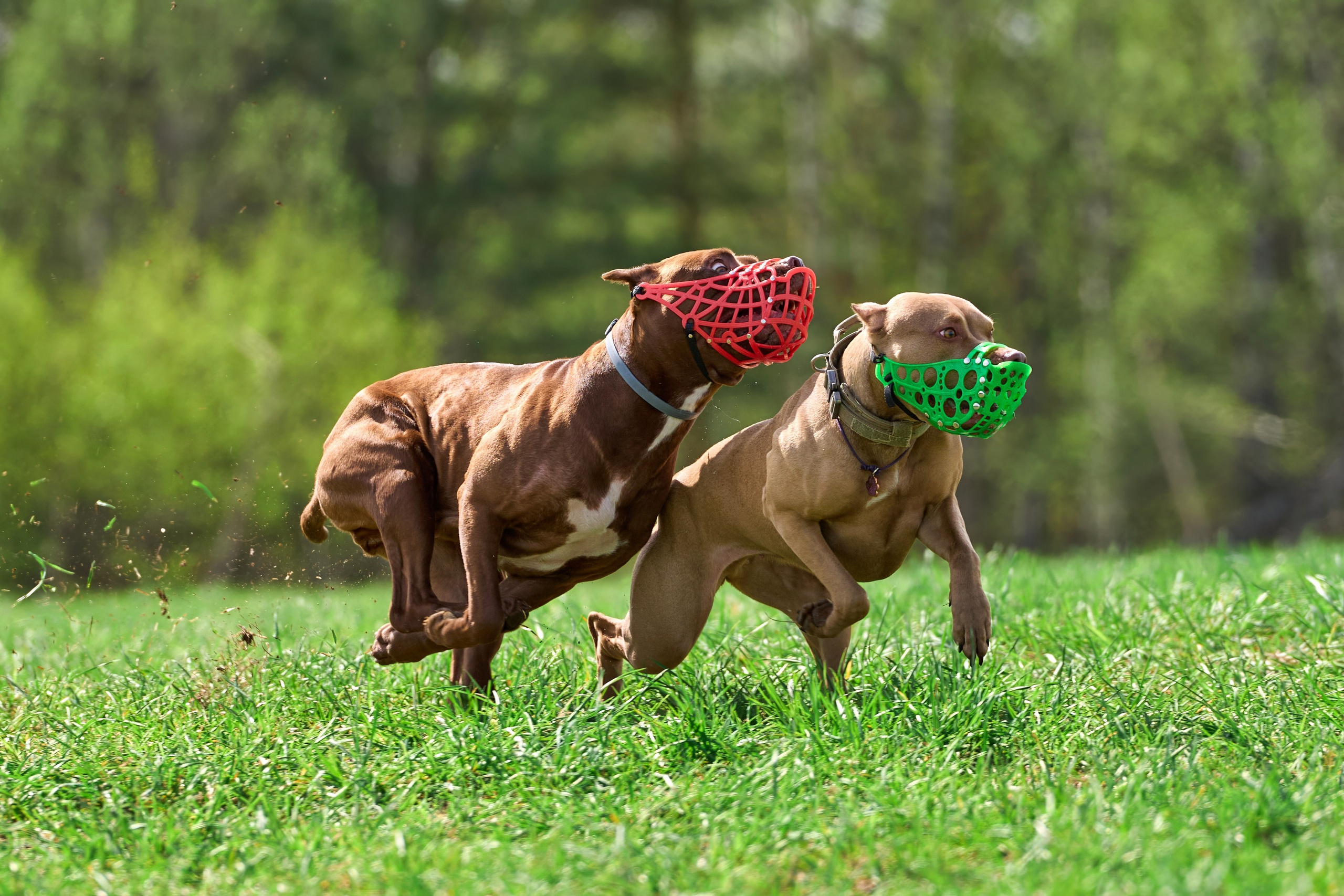 Тренировка по курсингу «на Ярославке». Фотограф-анималист Михаил Манухин
