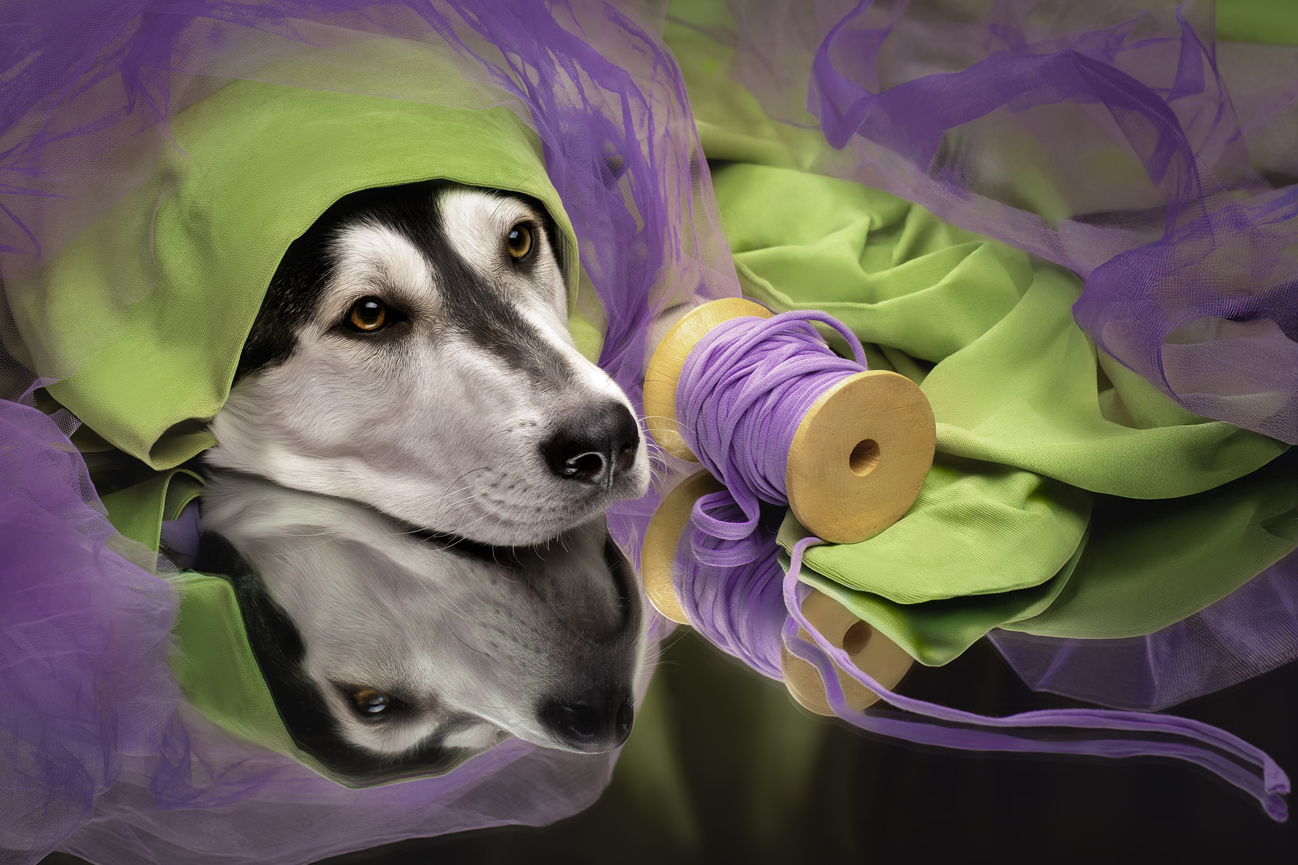 Фотограф анималист в Санкт-Петербурге Светлана Писарева