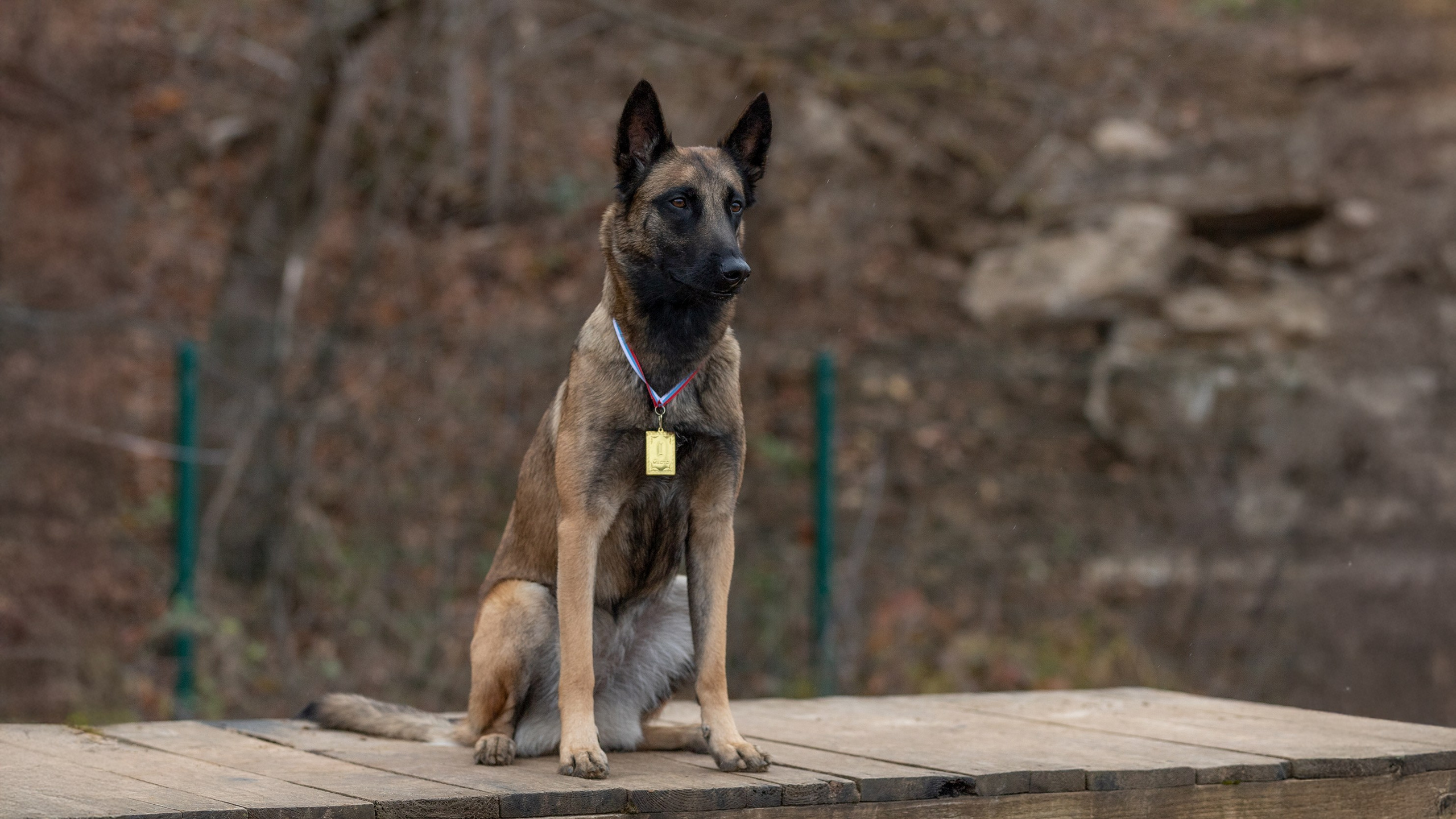 Дрессировка собак в калуге | Команда К40