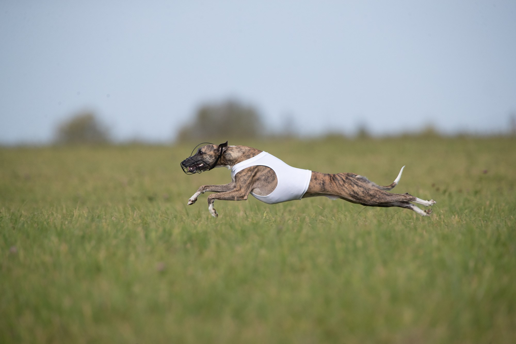 Онлайн-курс по съемке собак. Фотограф Анастасия Ветковская, Москва