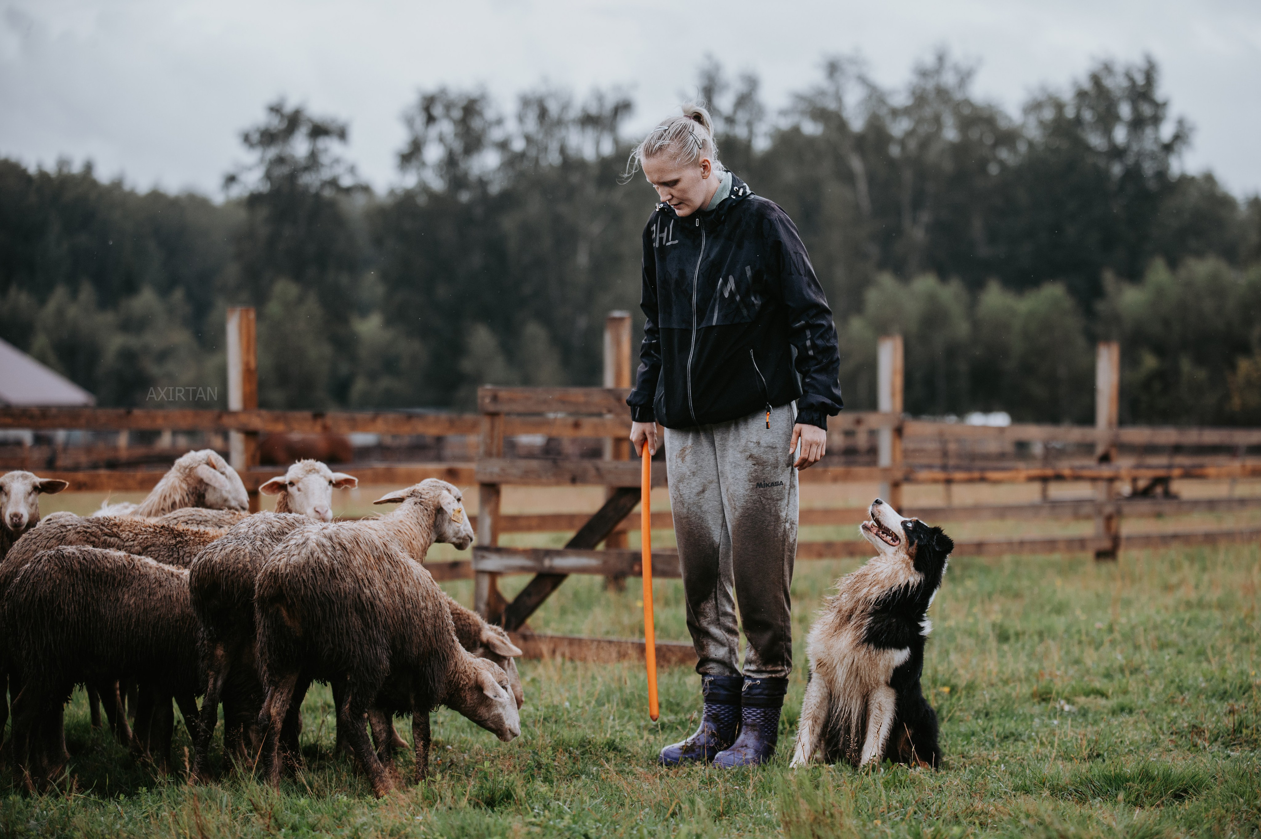 О нас. BLGKV питомник собак