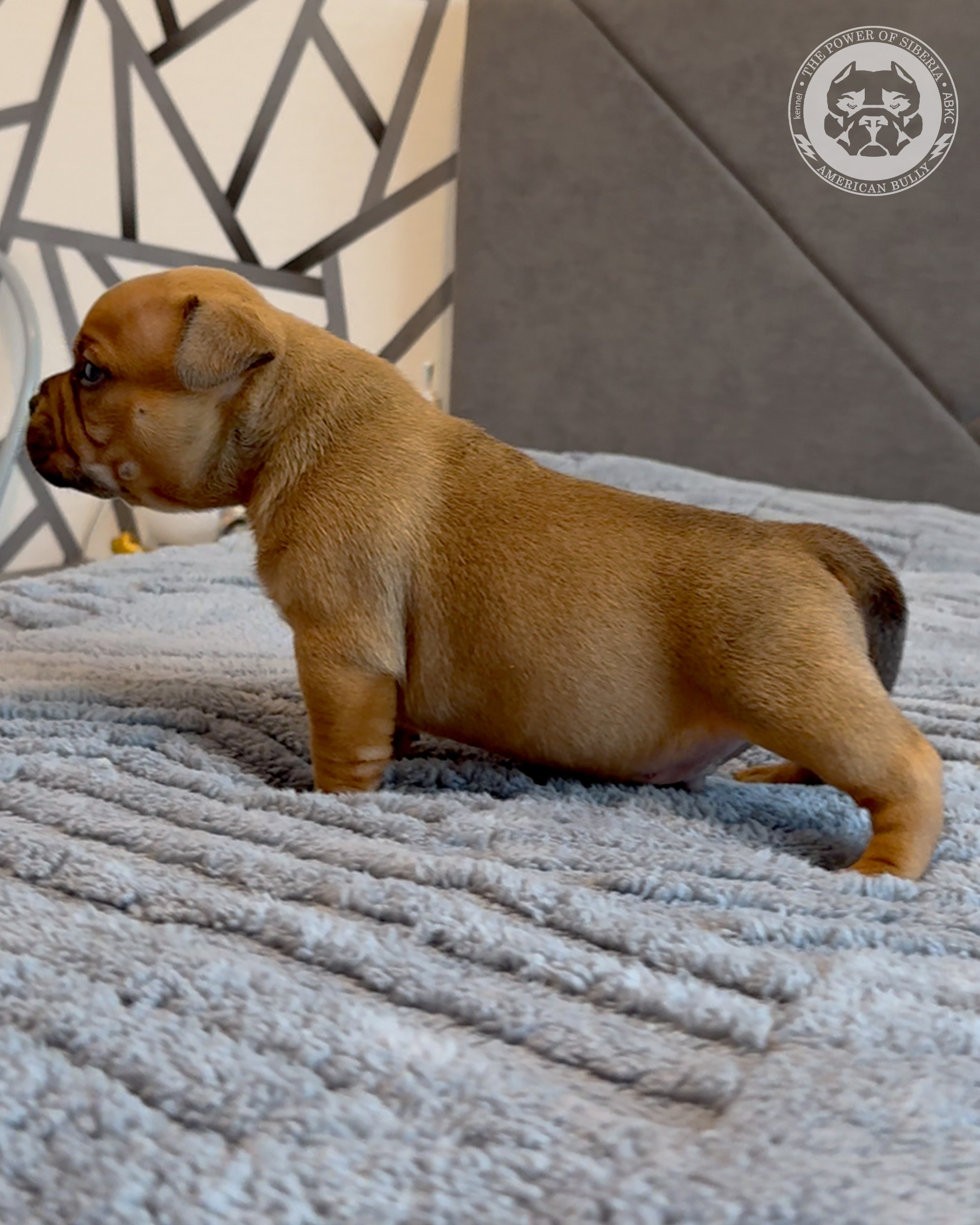 15.03.26-Баффи-Зевс. Американский Булли в г. Ростов-на-Дону. Питомник THE POWER OF SIBERIA