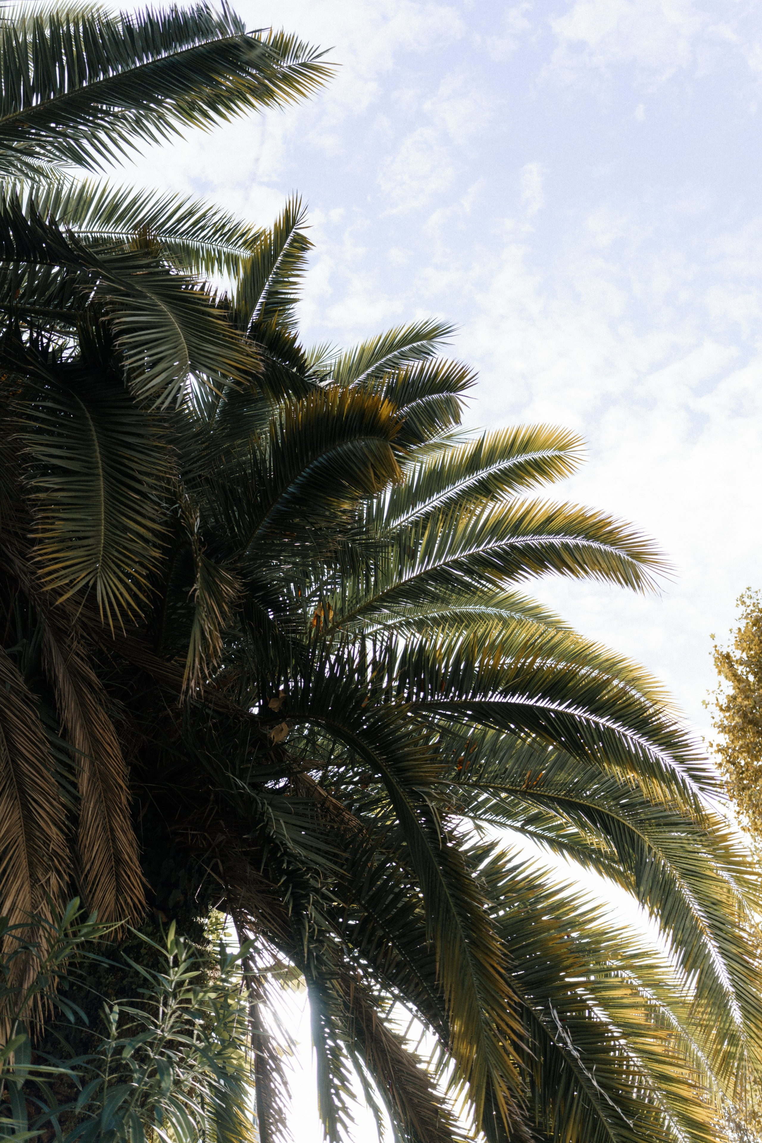 Свадьбы. Свадебный фотограф Сочи Елена Казакова