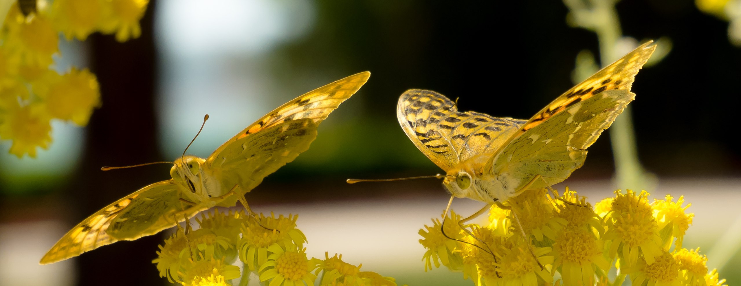 Сайт фотограф в Керчи Кислый Юрий