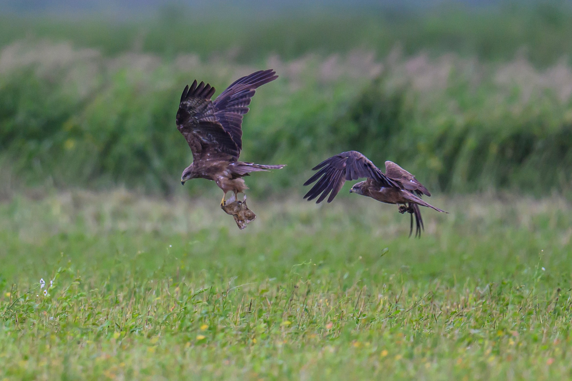 Коршуны развлекаются. Фотограф Сергей Пупонин