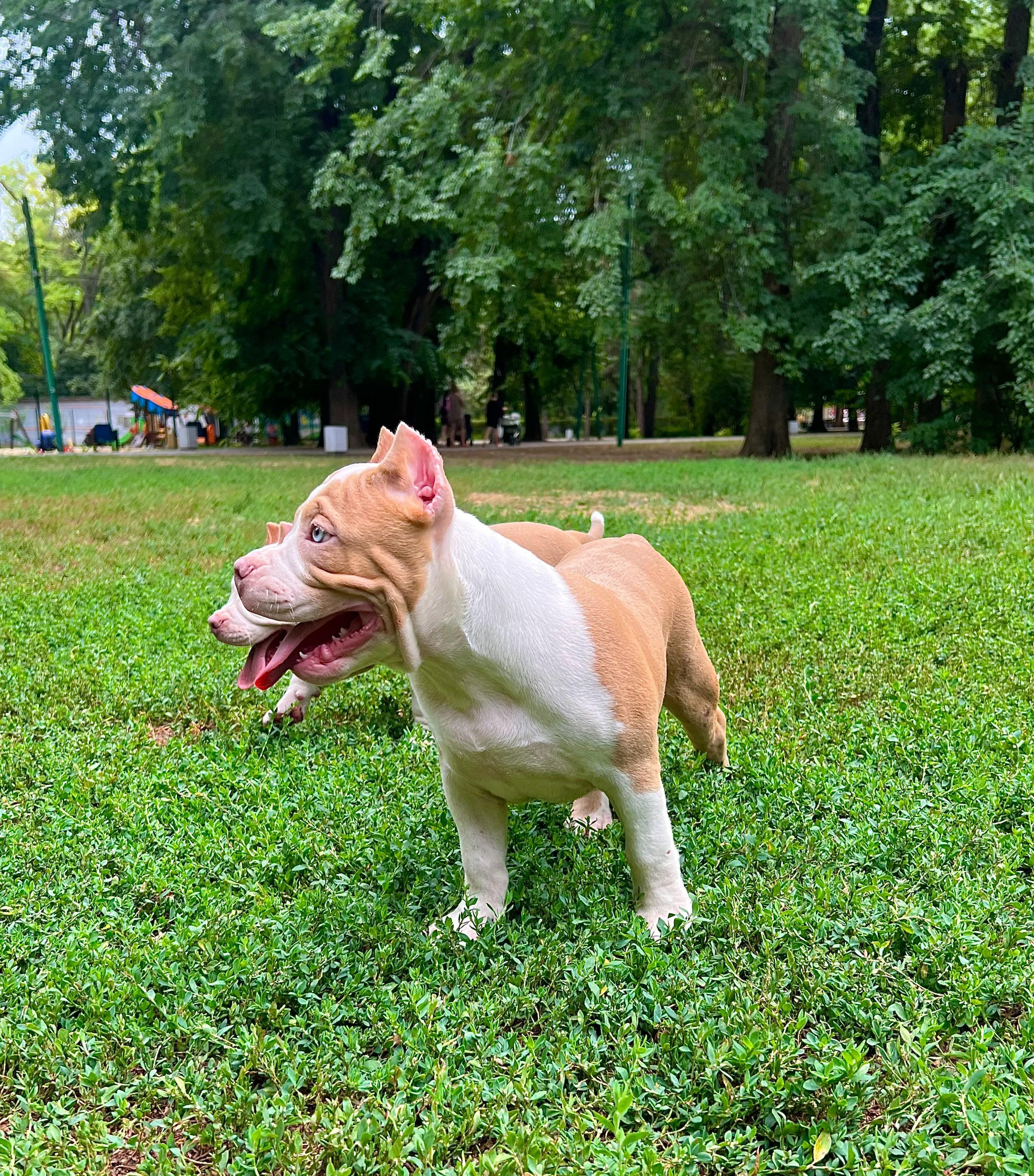 Помет Каспер и Адель. 08.05.25. Американский Булли в г. Ростов-на-Дону. Питомник THE POWER OF SIBERIA