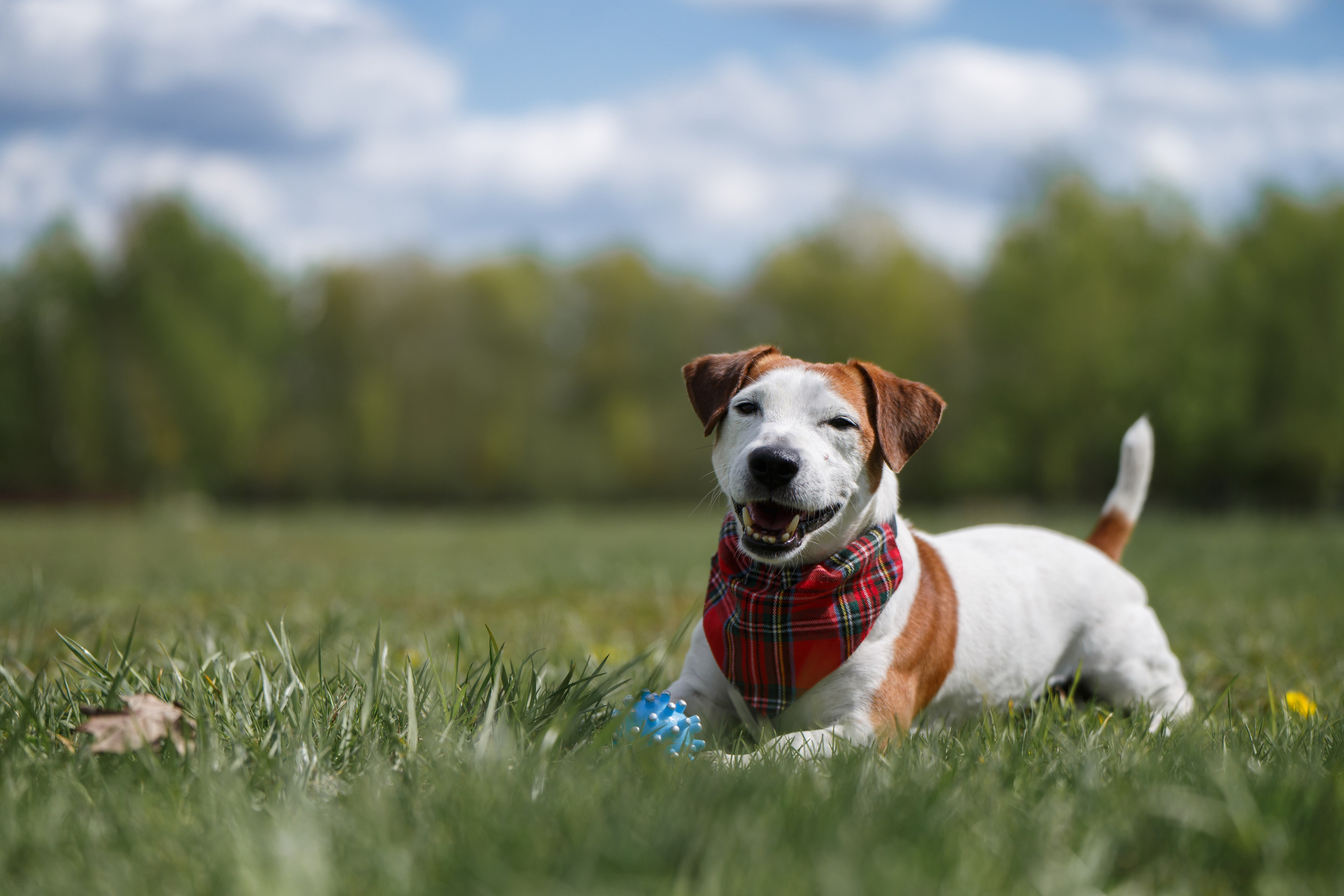 Фотограф Анималист в Москве Анастасия Жучкова