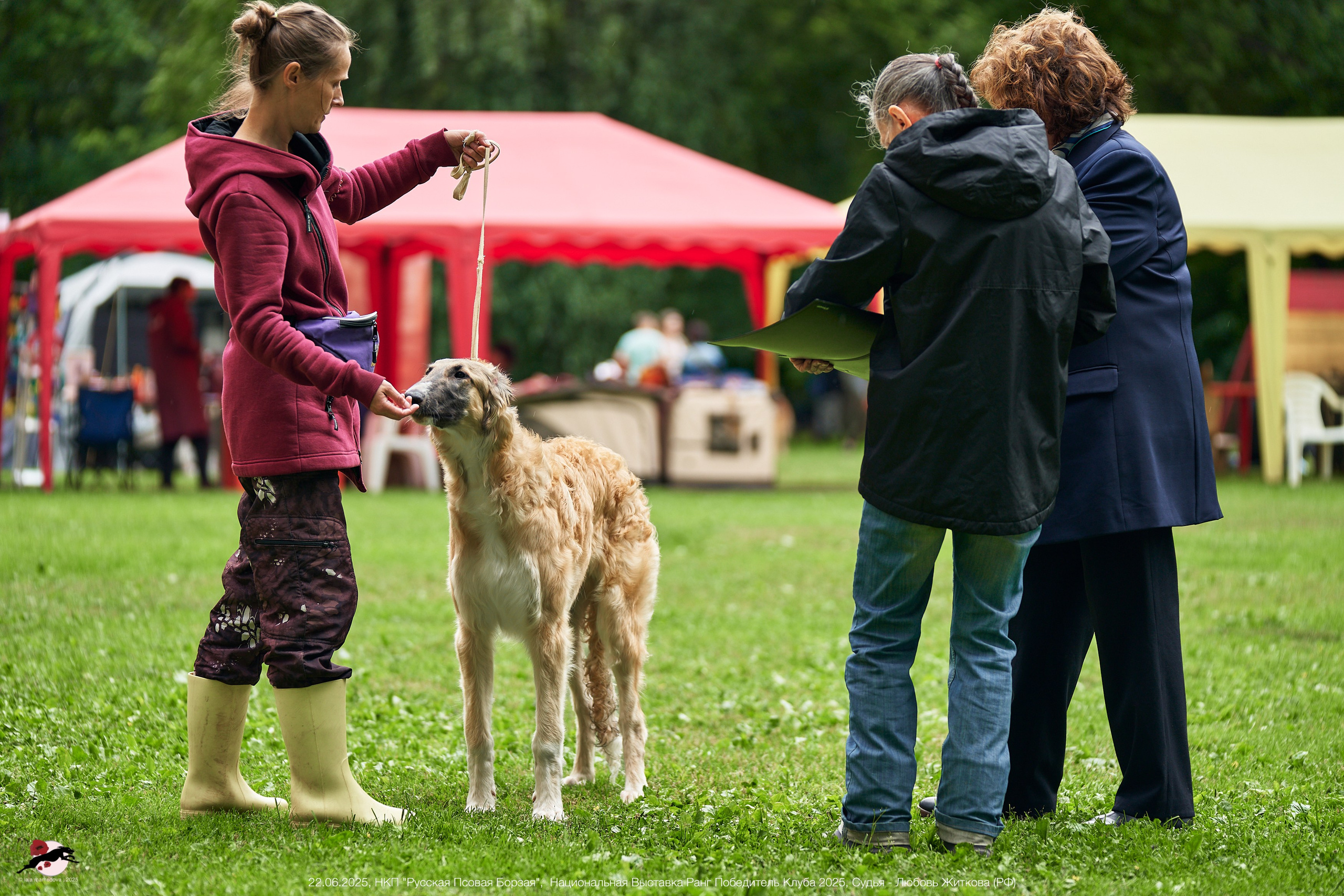 22.06.2025 | Национальная Выставка НКП "Русская Псовая Борзая"