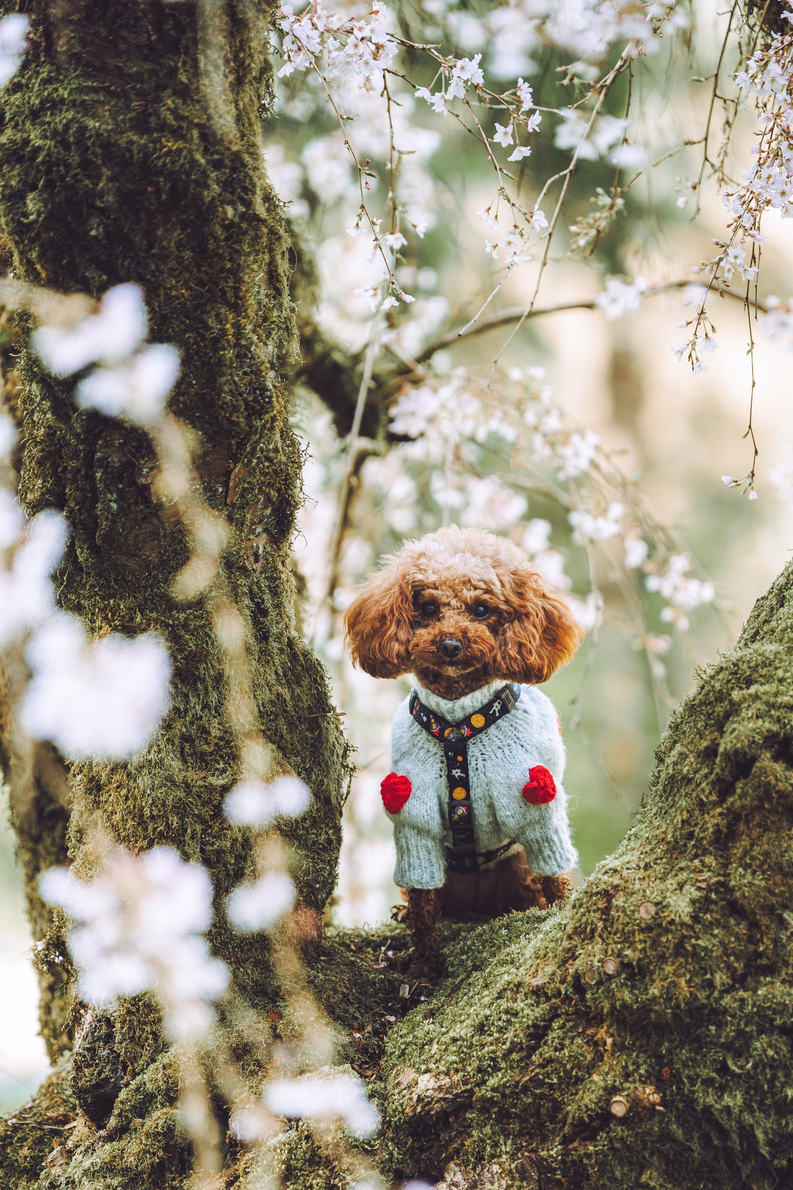 Курсы на фотографа-анималиста