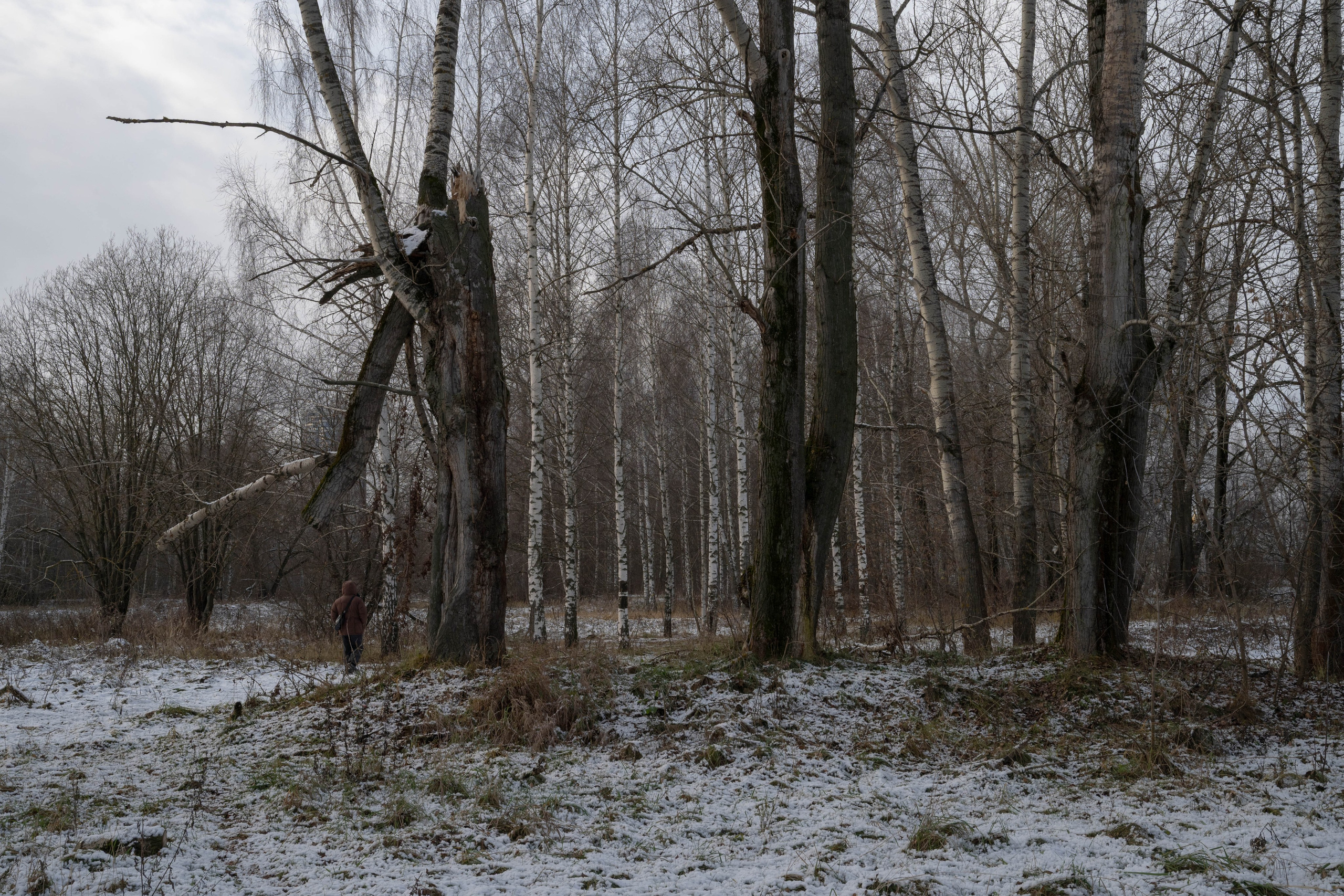 It was quietly sunny in shchukino. Shyjungle's Portfolio
