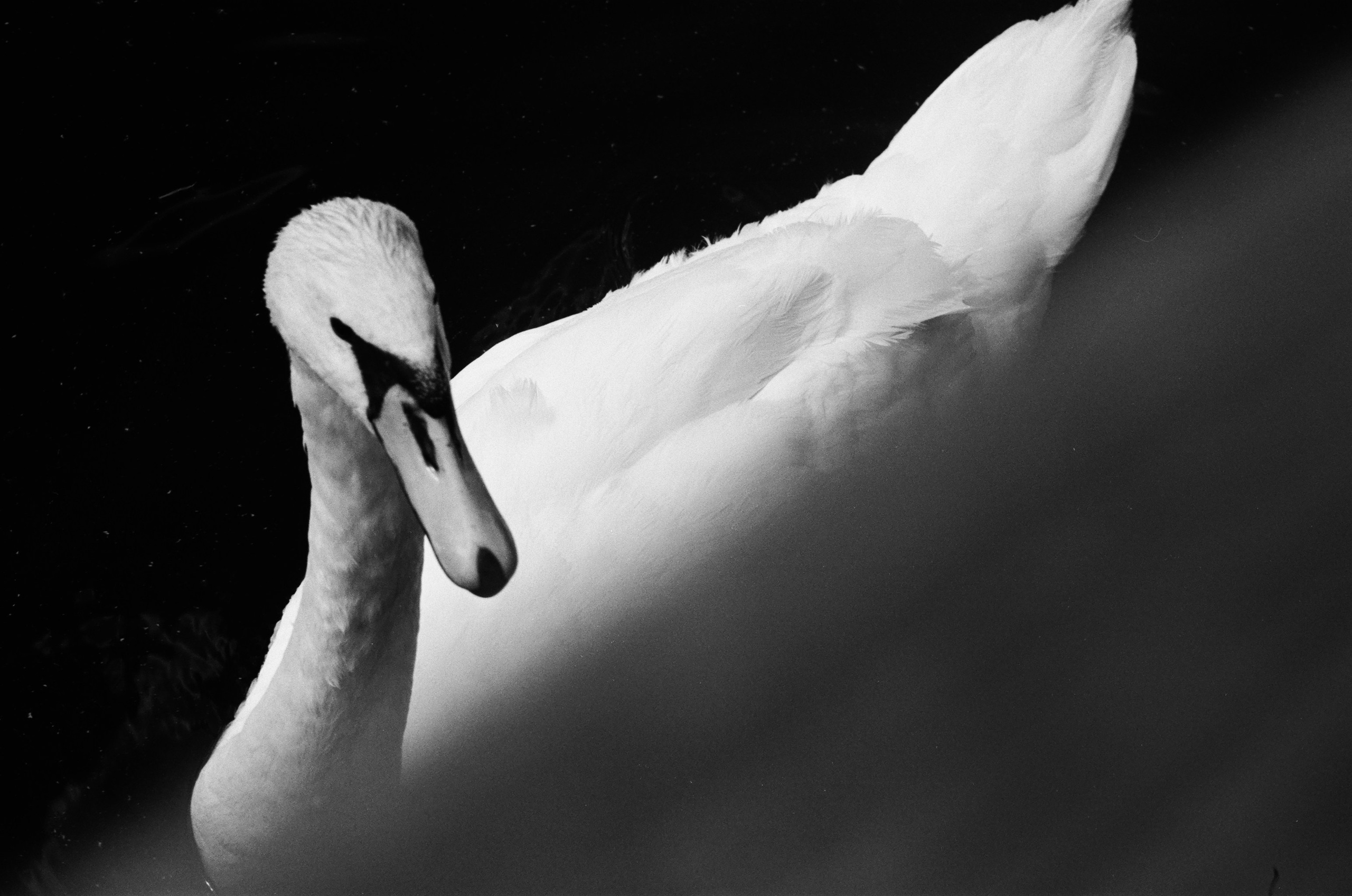 Автор: Елизавета Митенкова