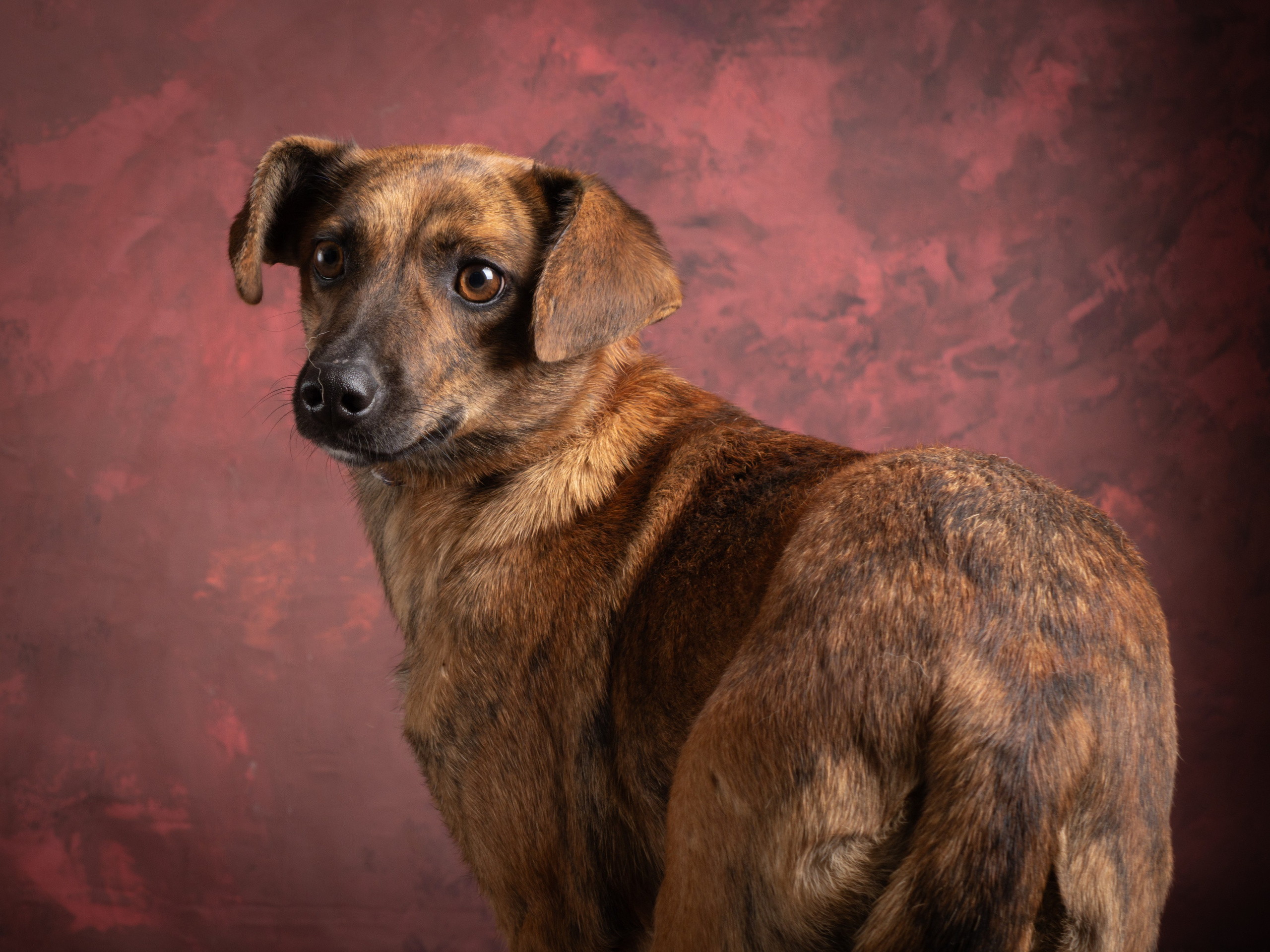 Съемки для пристройства!. Зоофотограф, фотограф животных в Москве и области Дина Дамоцева