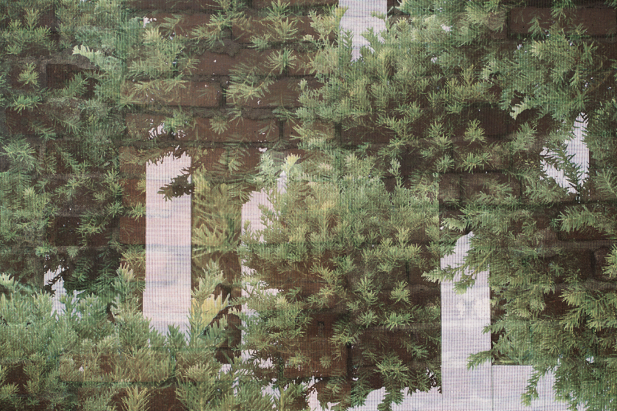 Молчание золота (часть II: зин). Главная