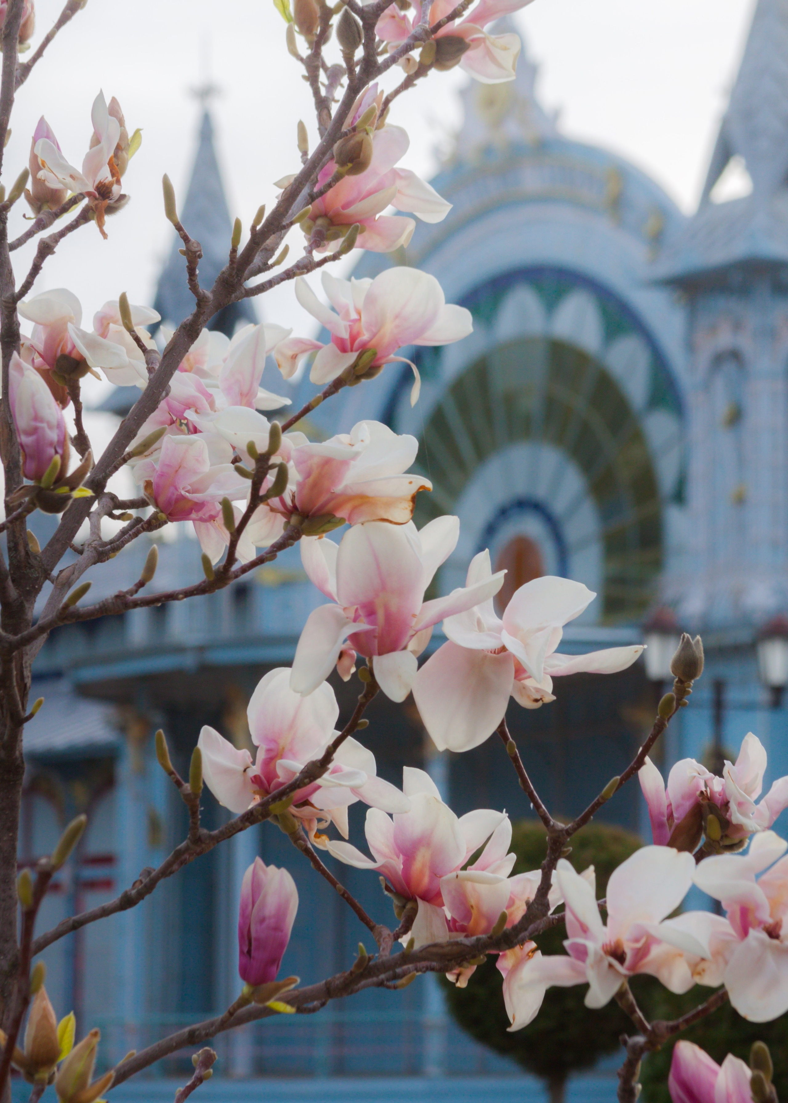 Как цветёт магнолия в Пятигорске. Пейзажный и архитектурный фотограф юга России