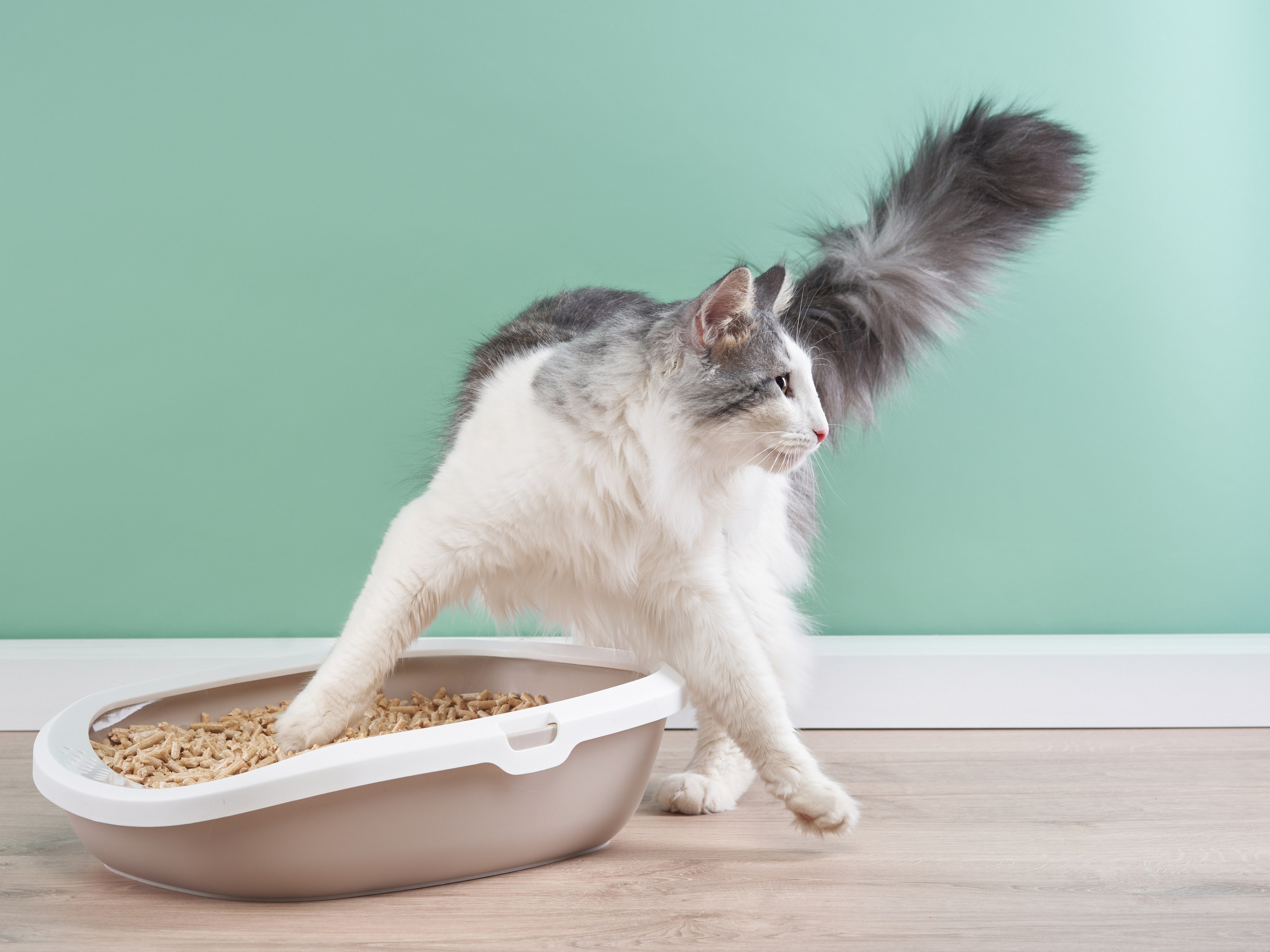 Pet Advertising Photography | Commercial Shoots with Dogs & Cats. Dog photographer Averianova Anna — Art photography of dogs