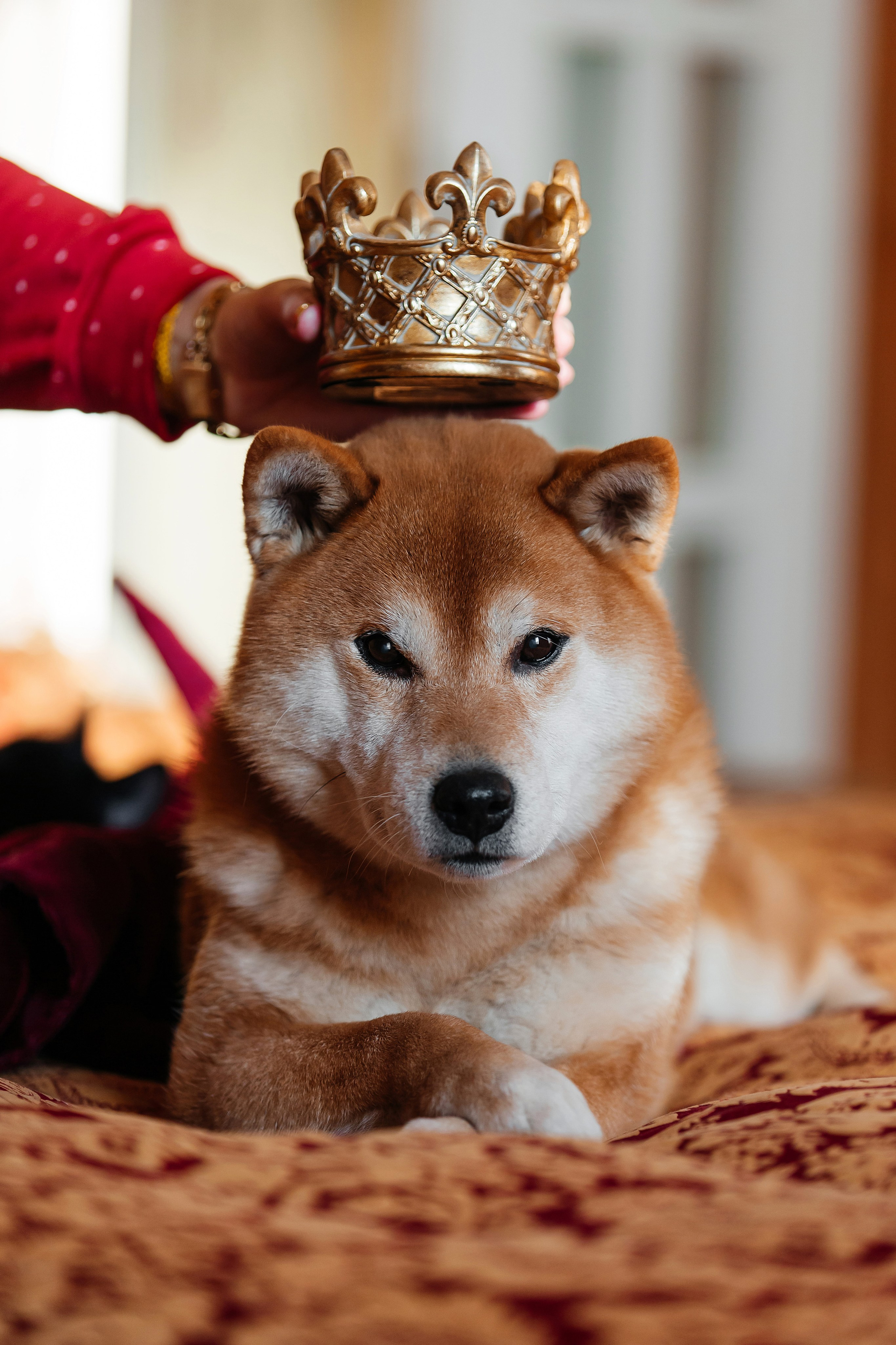 Фотосессия дома с Сиба-ину. Фотограф-анималист в Краснодаре Маша Мельникова