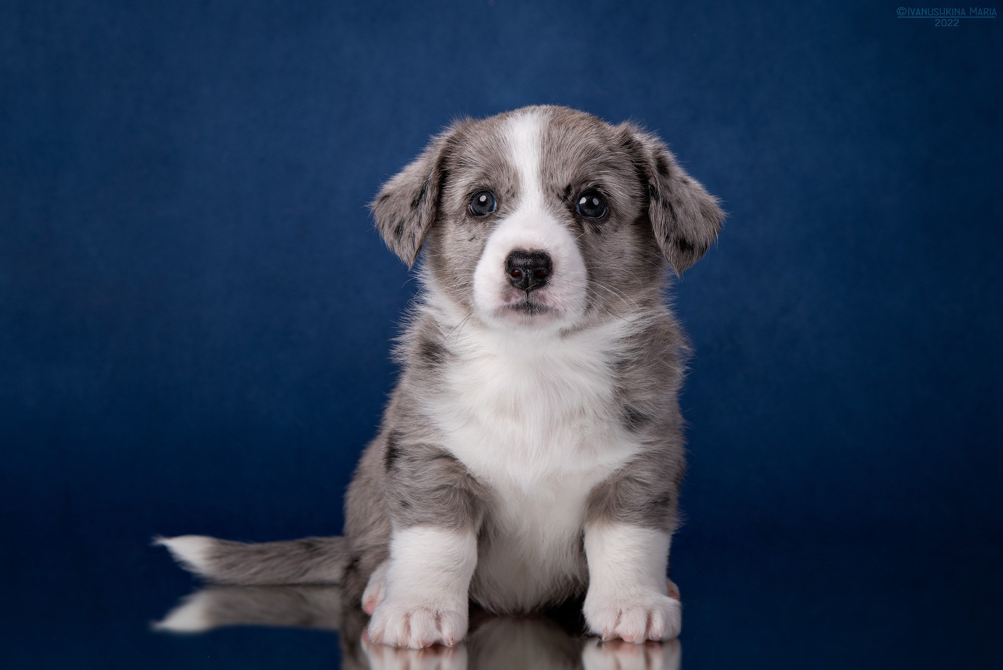 мраморный вельш корги кардиган