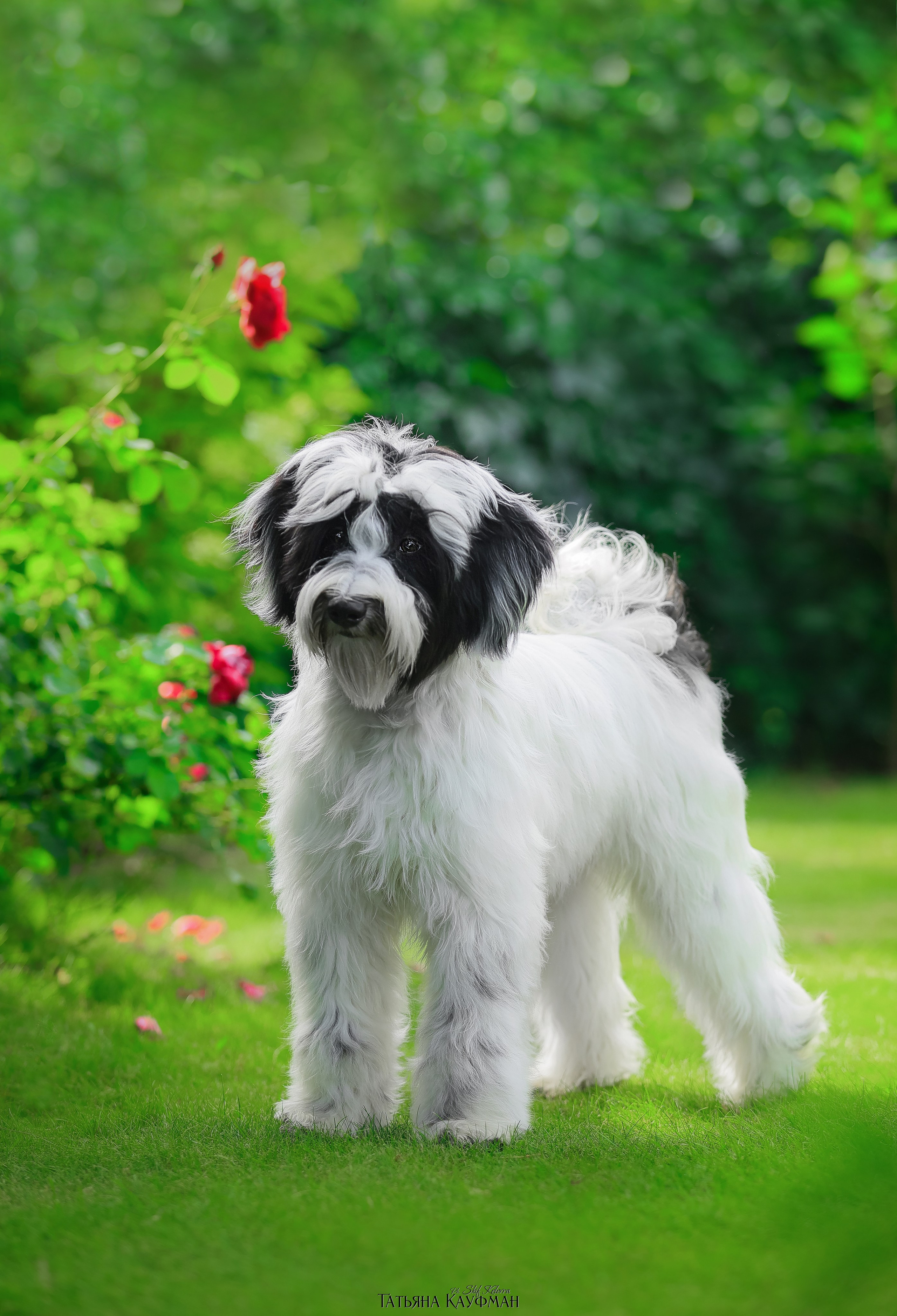 Тибетские терьеры. Фотограф Анималист из Новосибирска Татьяна Кауфман