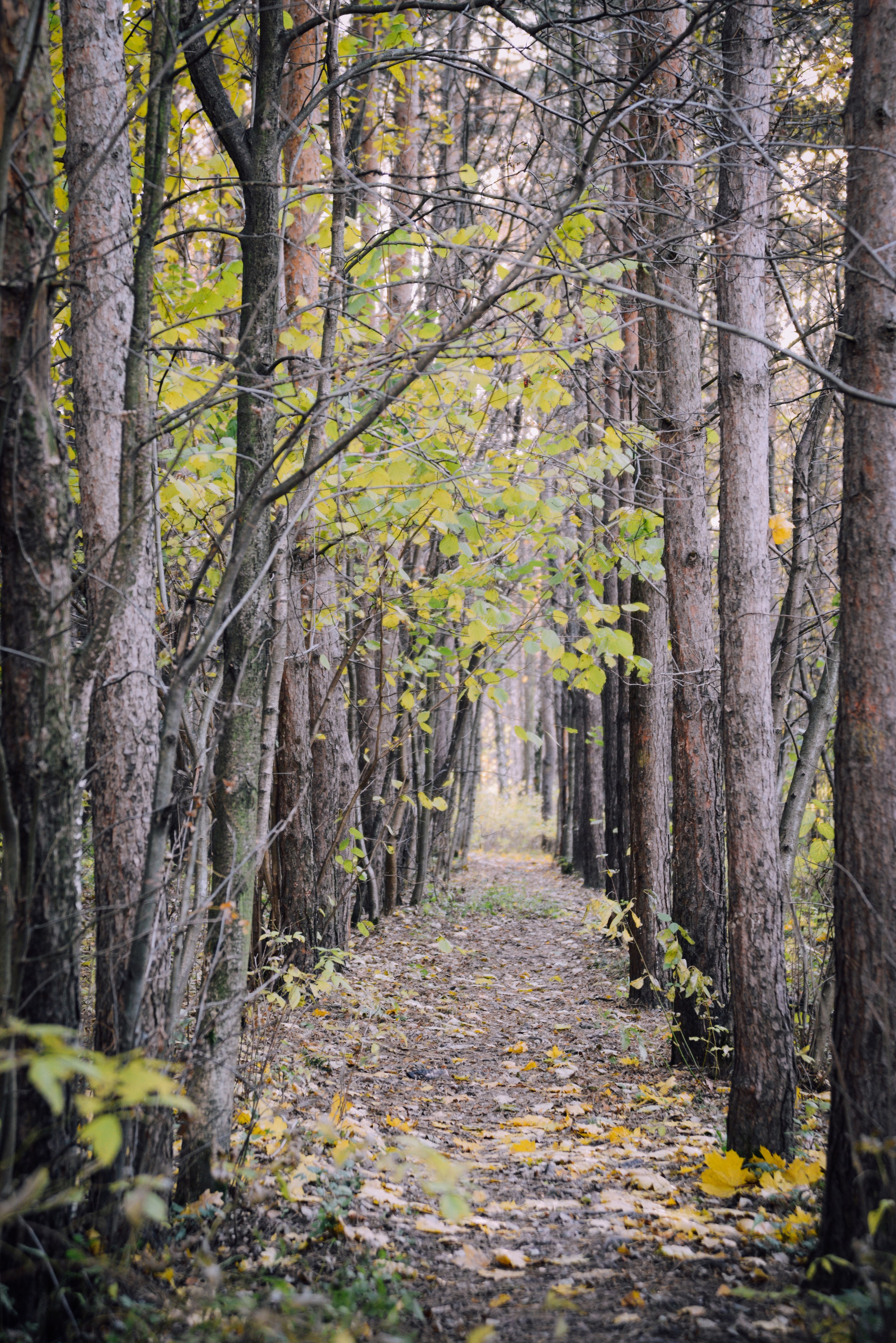 Парк осенью, дорога между деревьями
