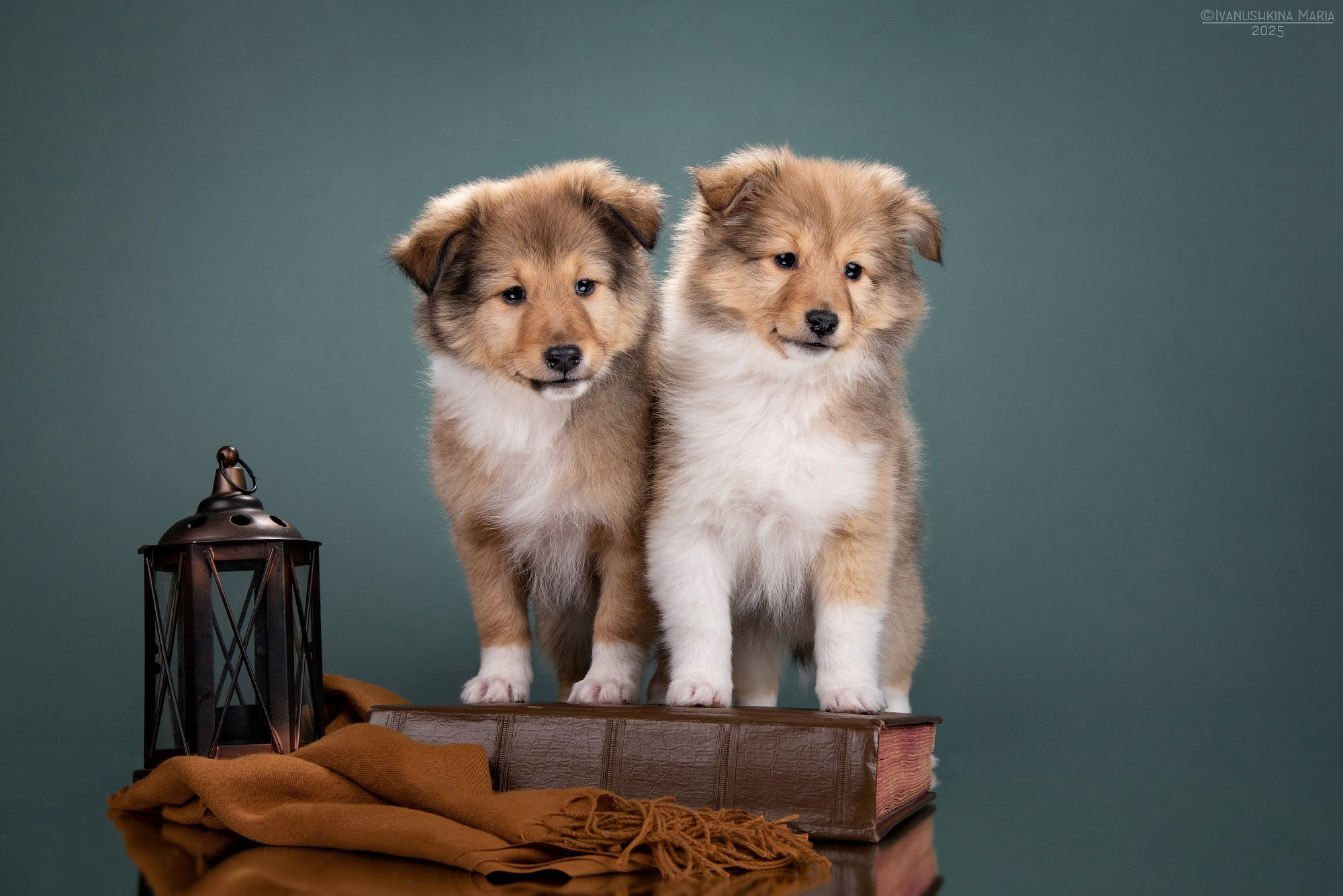 Фотосессия щенков на фонах. Фотограф собак в Москве и Московской области Иванушкина Мария