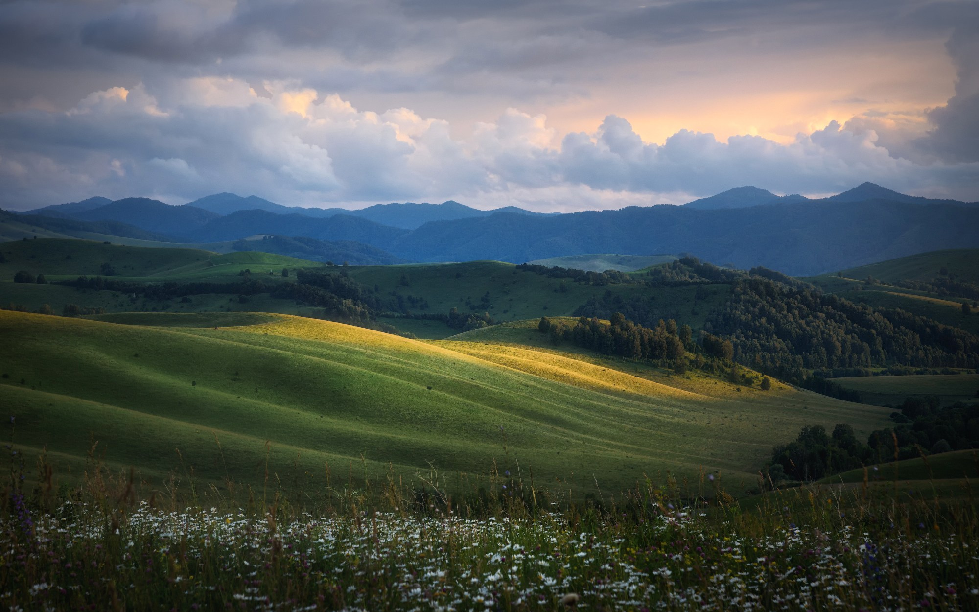 Золотые грезы уходящего дня. Закат в Айских холмах. Вид с Бирюксинского перевала на предгорья. Алтайский район Алтайского края, июль 2021.