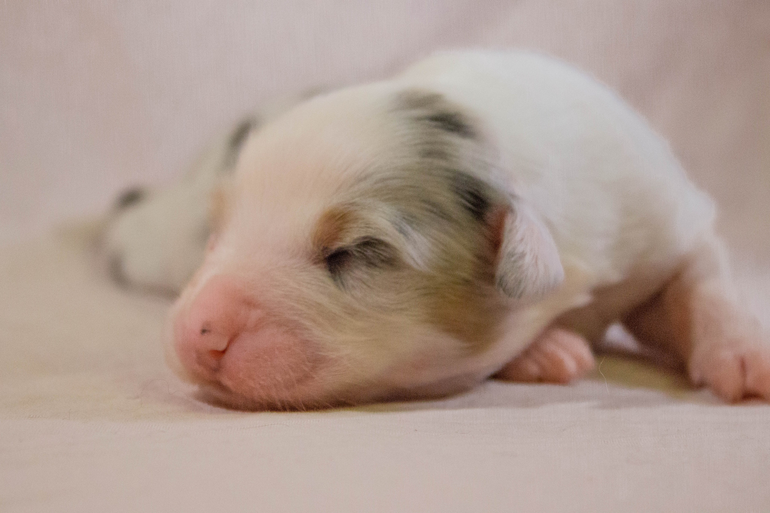 Кайса. BLGKV питомник собак