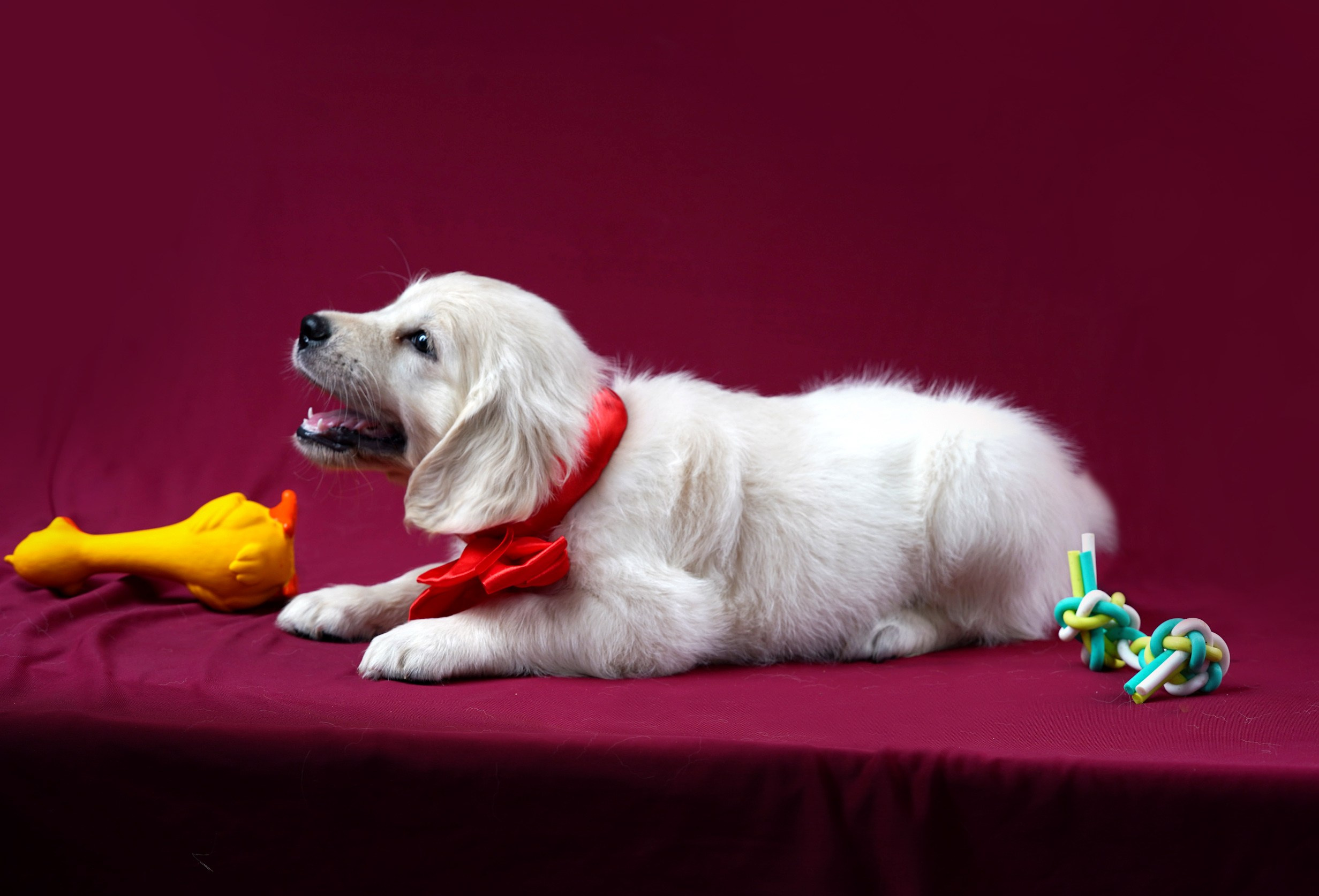 съемка собак, съемка щенков , съемка собак для авито, съемка щенков для авито, грумминг, фотограф животных. фотограф собак,съемка собак Нижний Новгород, съемка собак Бор,