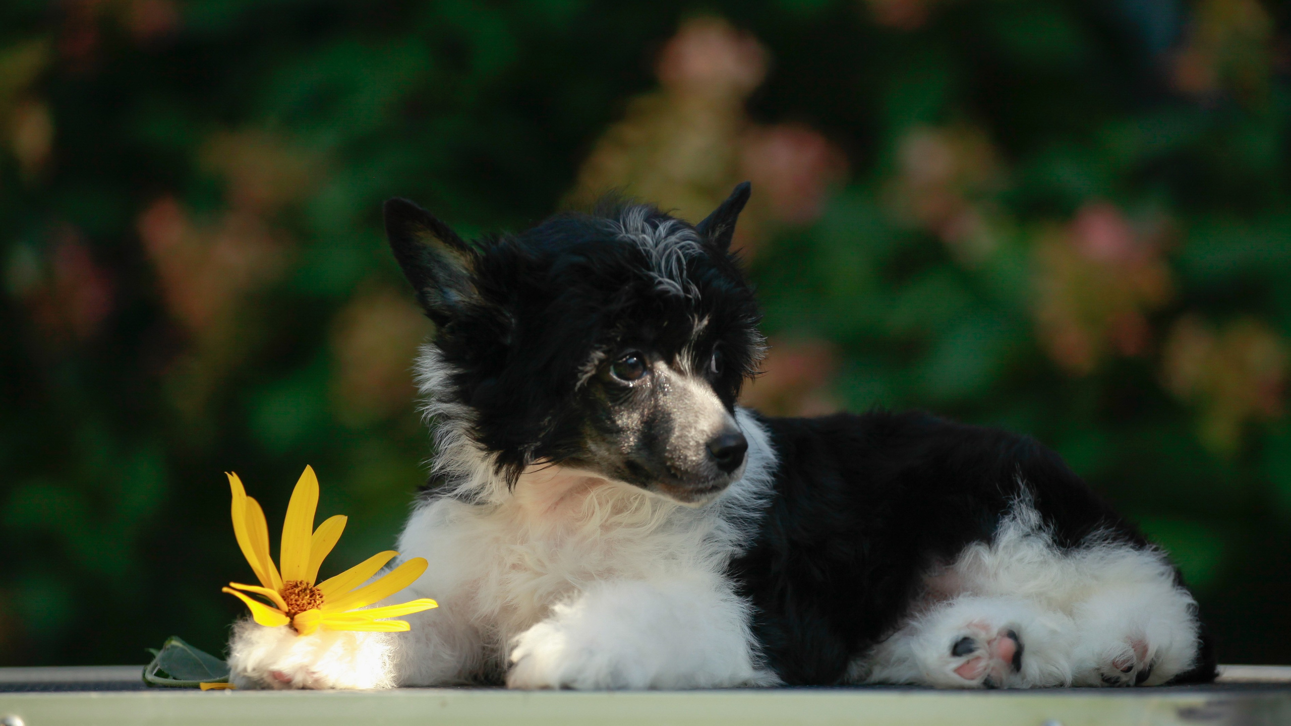 Poale Ell Chester Becomes a Dad for the First Time. Chinese Crested Dog Kennel Poale Ell