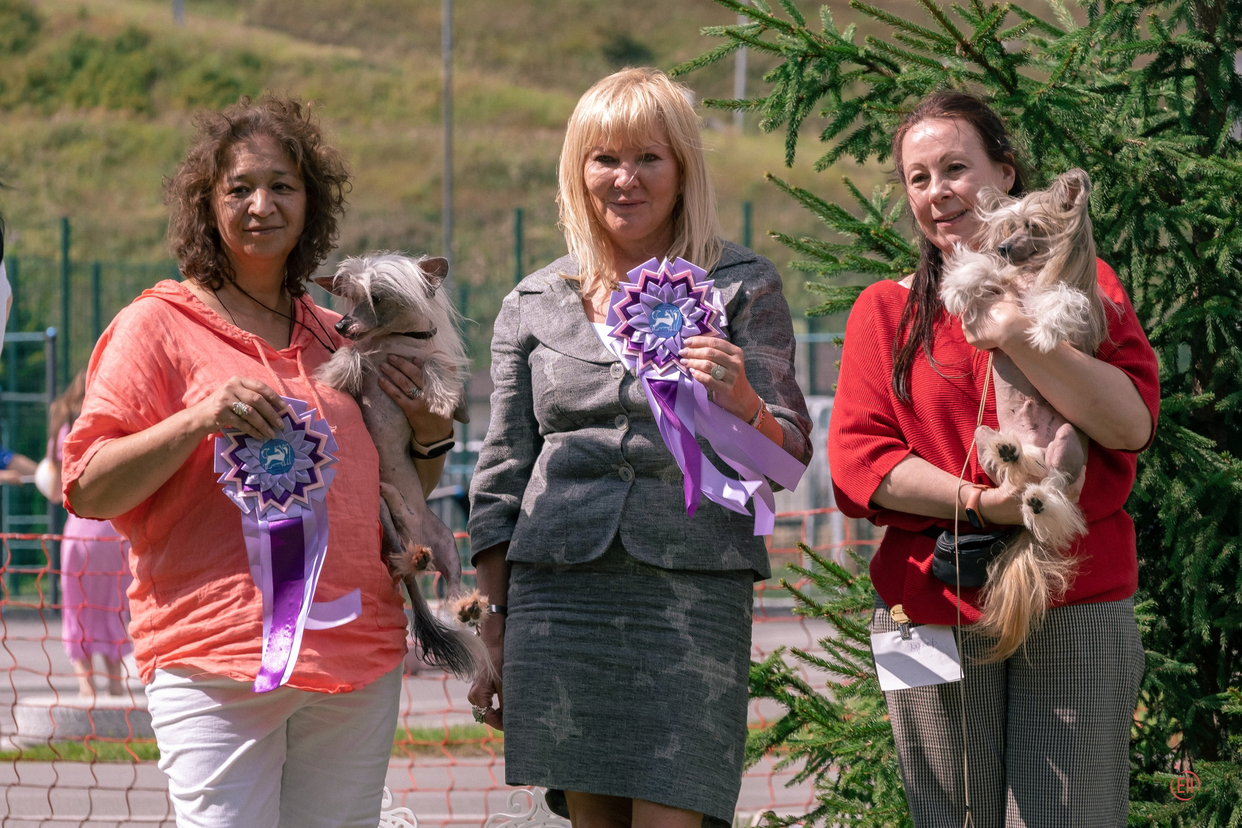 Липецк. Выставка собак. Питомник китайских хохлатых собак Poale Ell: купить щенка