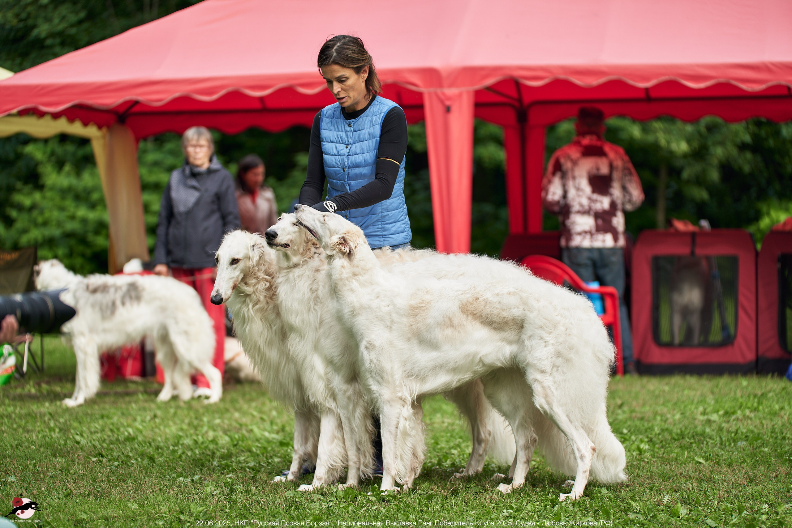 22.06.2025 | Национальная Выставка НКП "Русская Псовая Борзая"