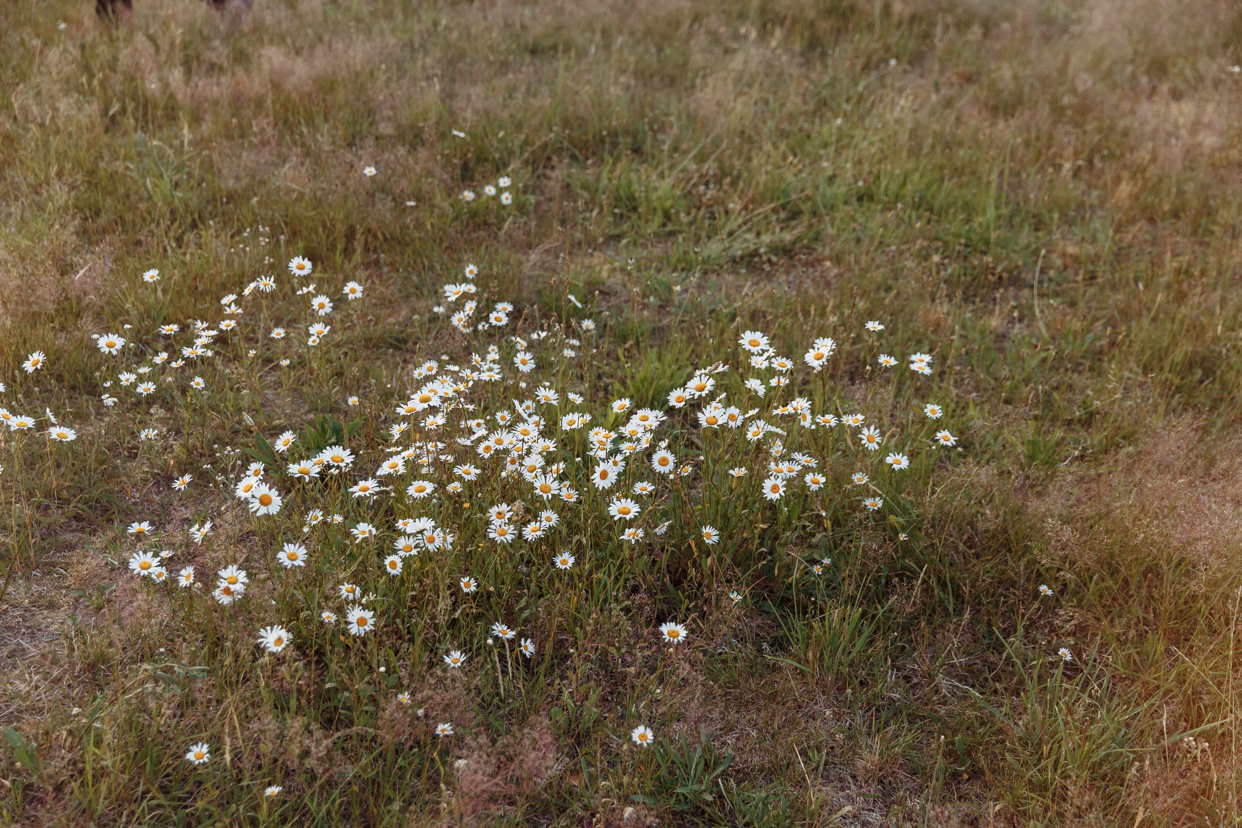 Предсвадебное лавстори Артемия и Насти. Свадебный фотограф СПБ Михаил Песиков