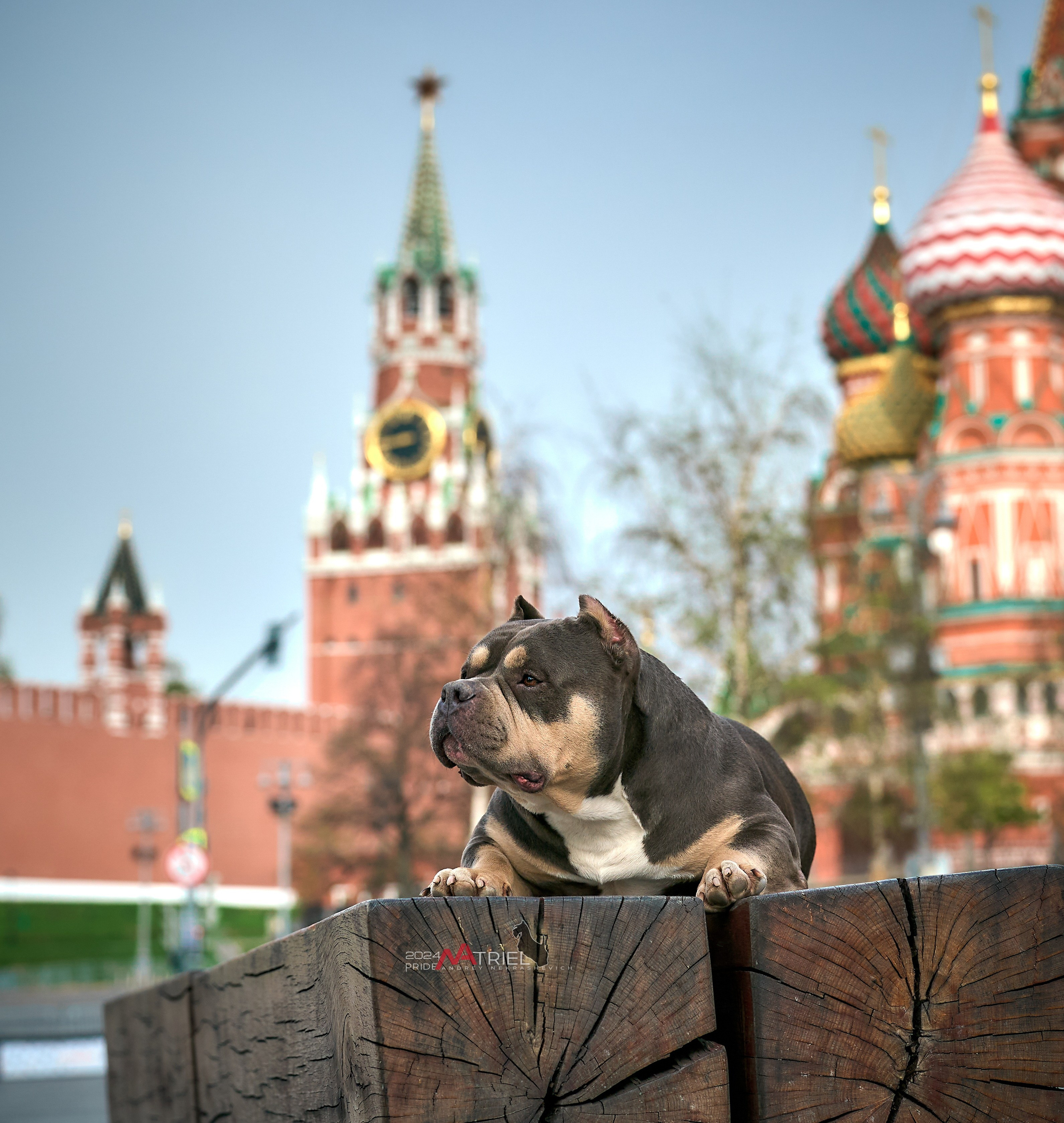 Съемка собак в городе. Достопримечательности