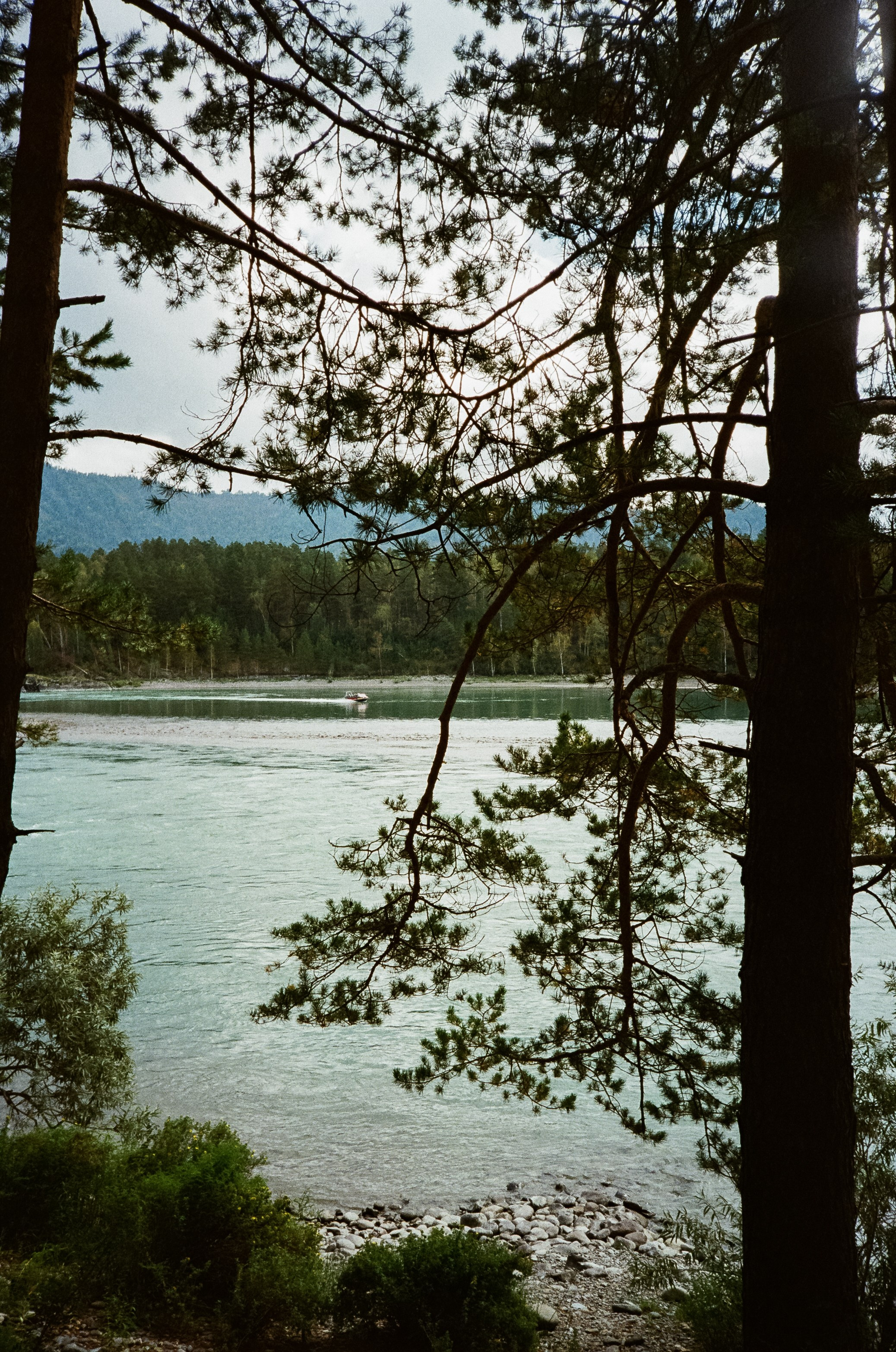 Катунь и сосны на базе Беррель. Ботанический сад. Фотограф-документалист Мария Осокина