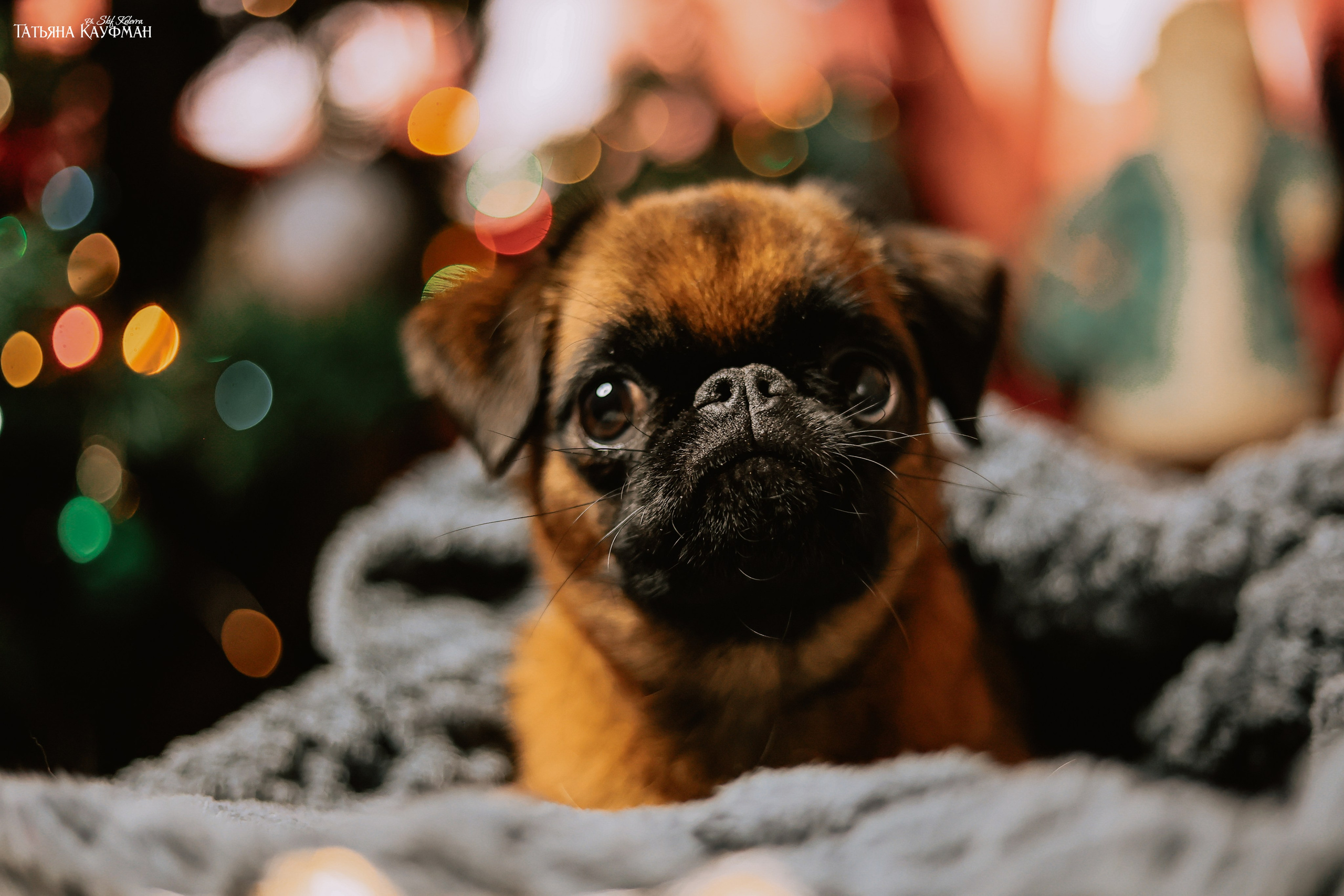 Малый брабансон, фотография брабансон, красивая собака, фотограф анималист, фотокурс Анималистика, научиться фотографировать собак, фотограф Новосибирск