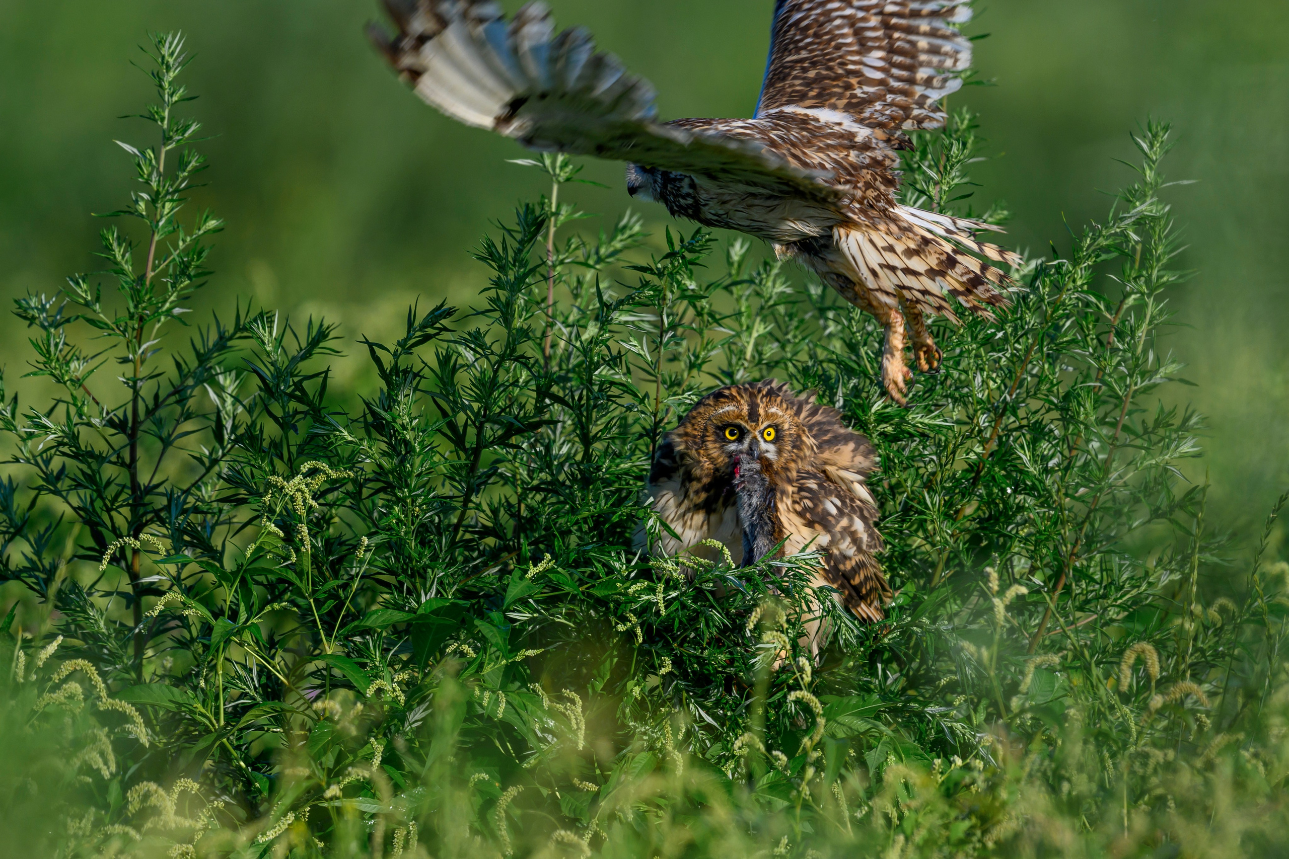 Битва сов и кормление совят. The Owl Battle and Feeding the Nestlings. Фотограф Сергей Пупонин
