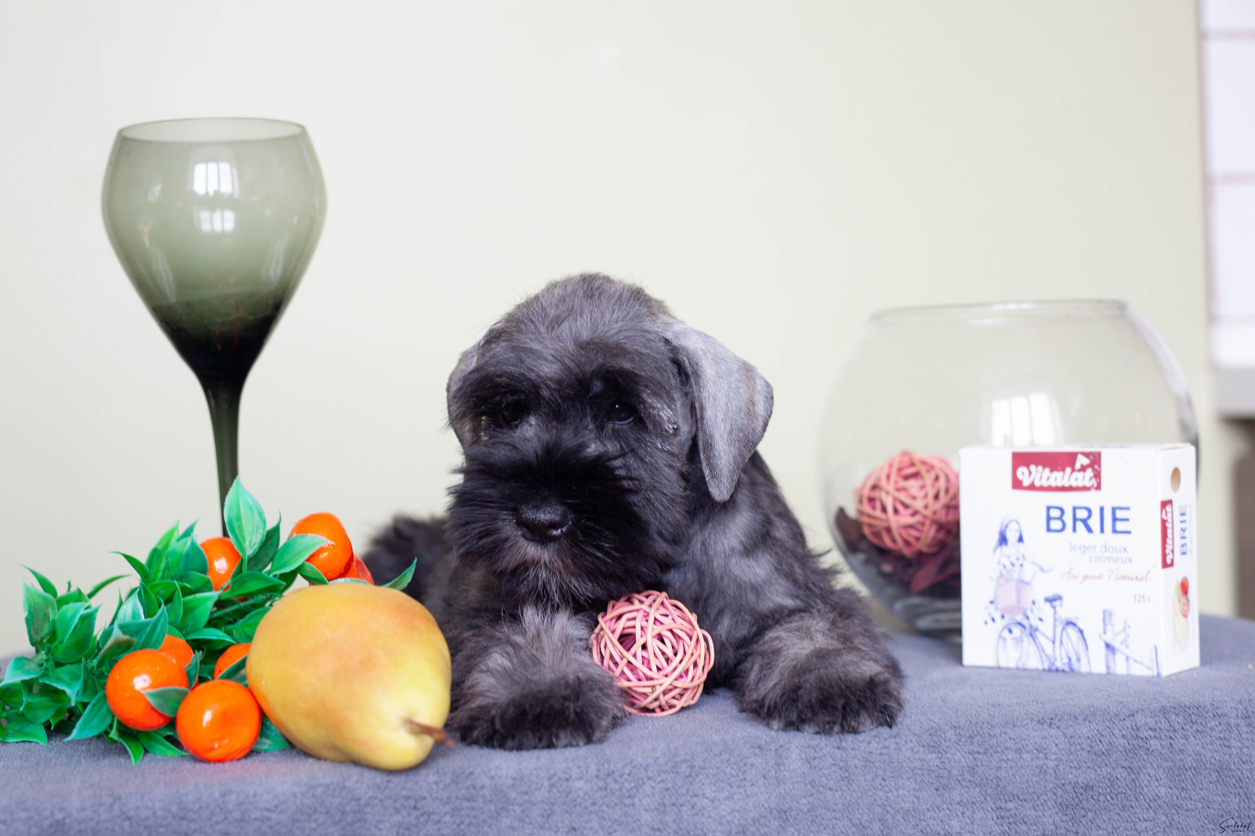 Щенки. Slavilada-Лапки. Свет. Любовь… Профессиональная фотосессия питомцев Для памяти, пристройства и продажи. Хабаровск