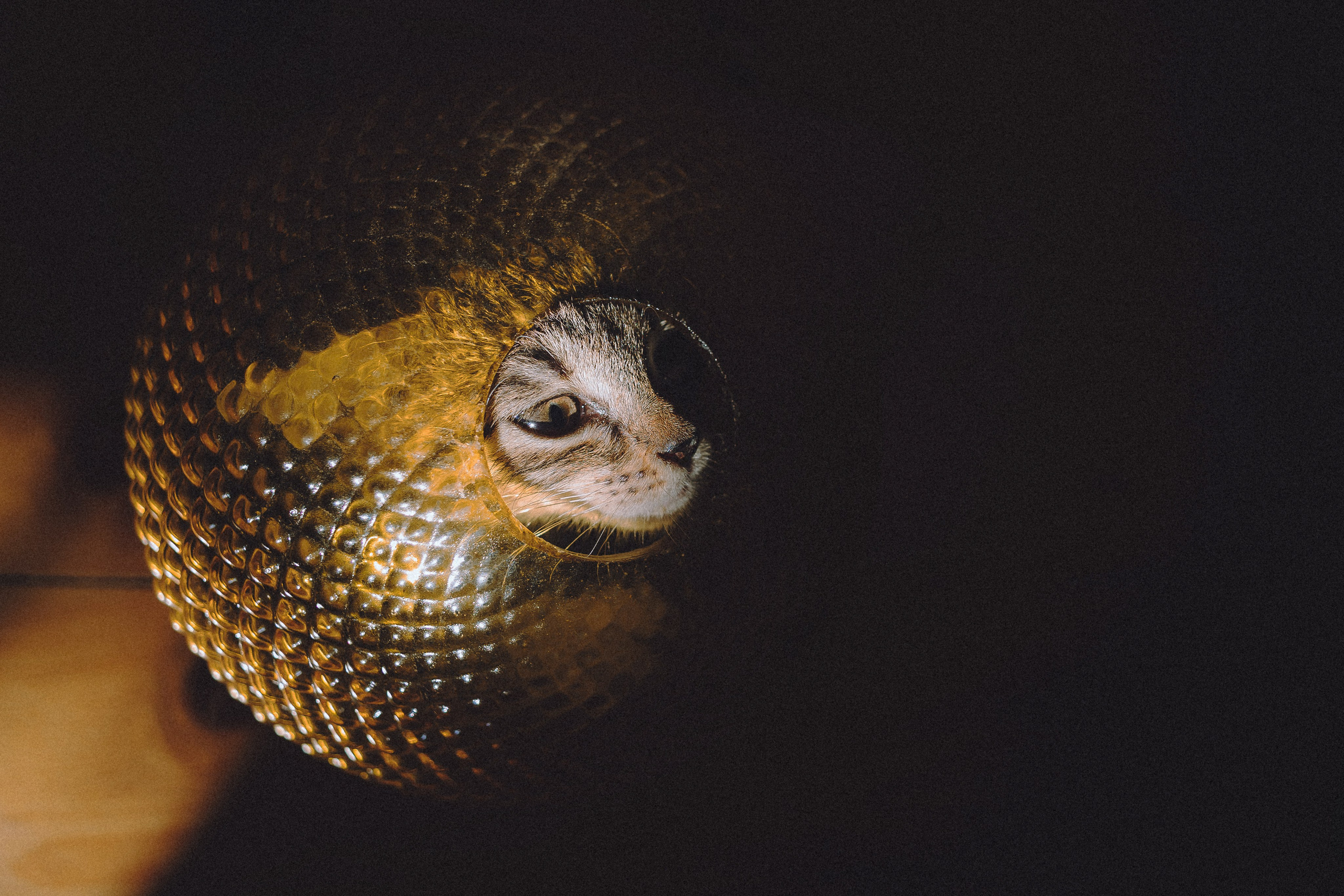 Более 30 идей для фотосессии с котенком