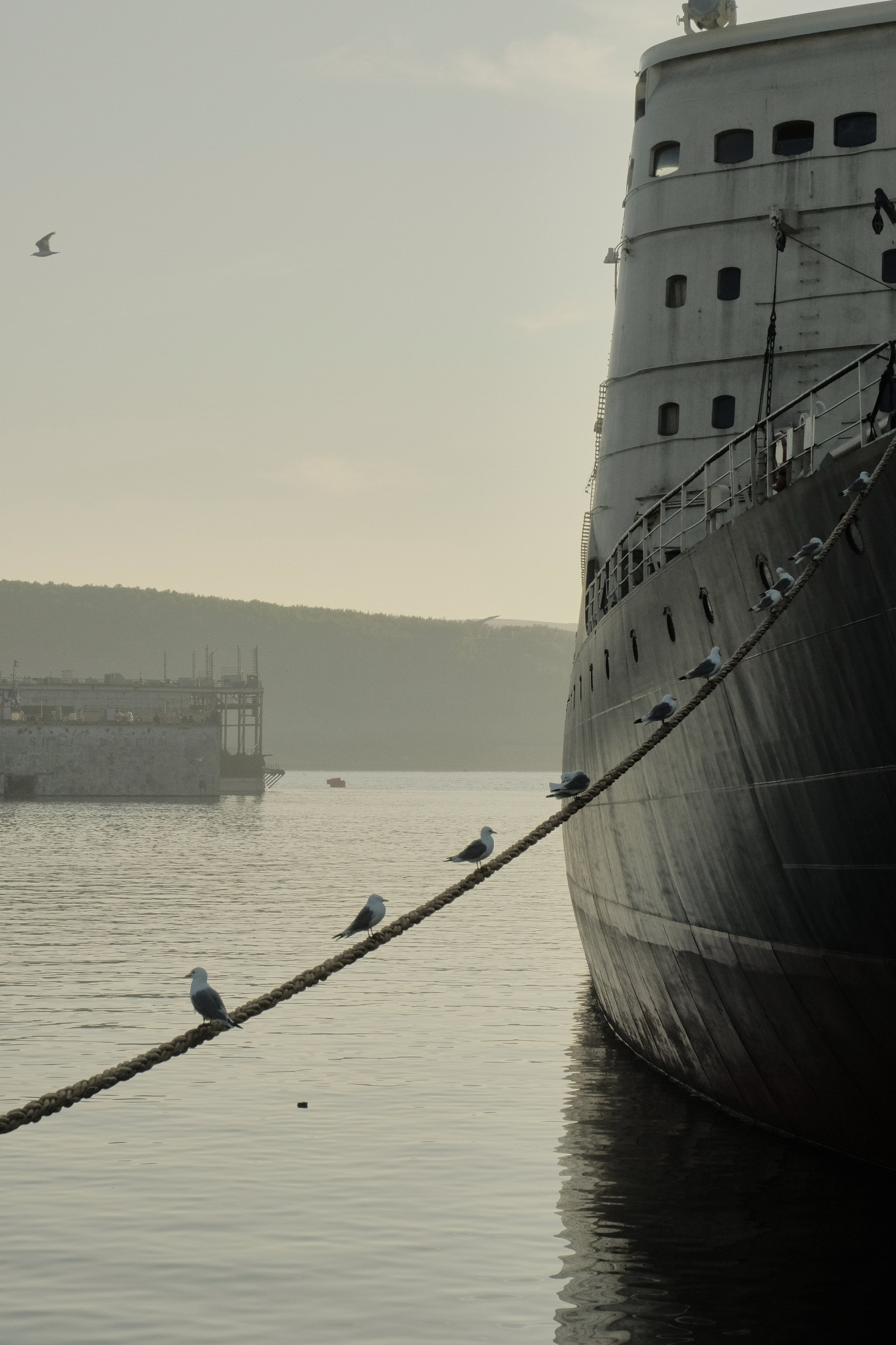large boat in the water, Seagulls and the world's first nuclear-powered icebreaker