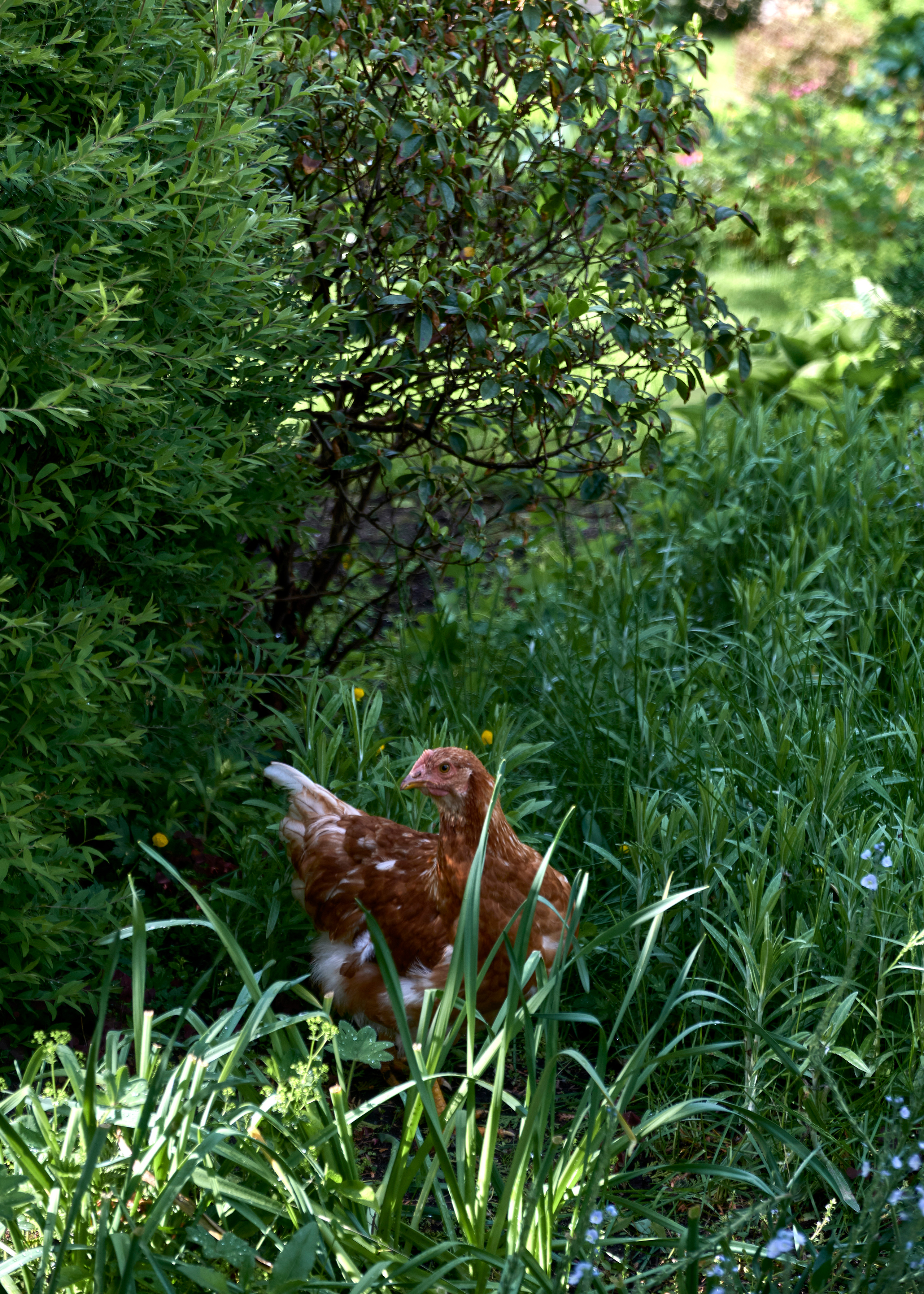 Ландшафтный и интерьерный фотограф Наталья Соловьева. Фотосъемка усадьбы Ореховно в Псковской области | interioto