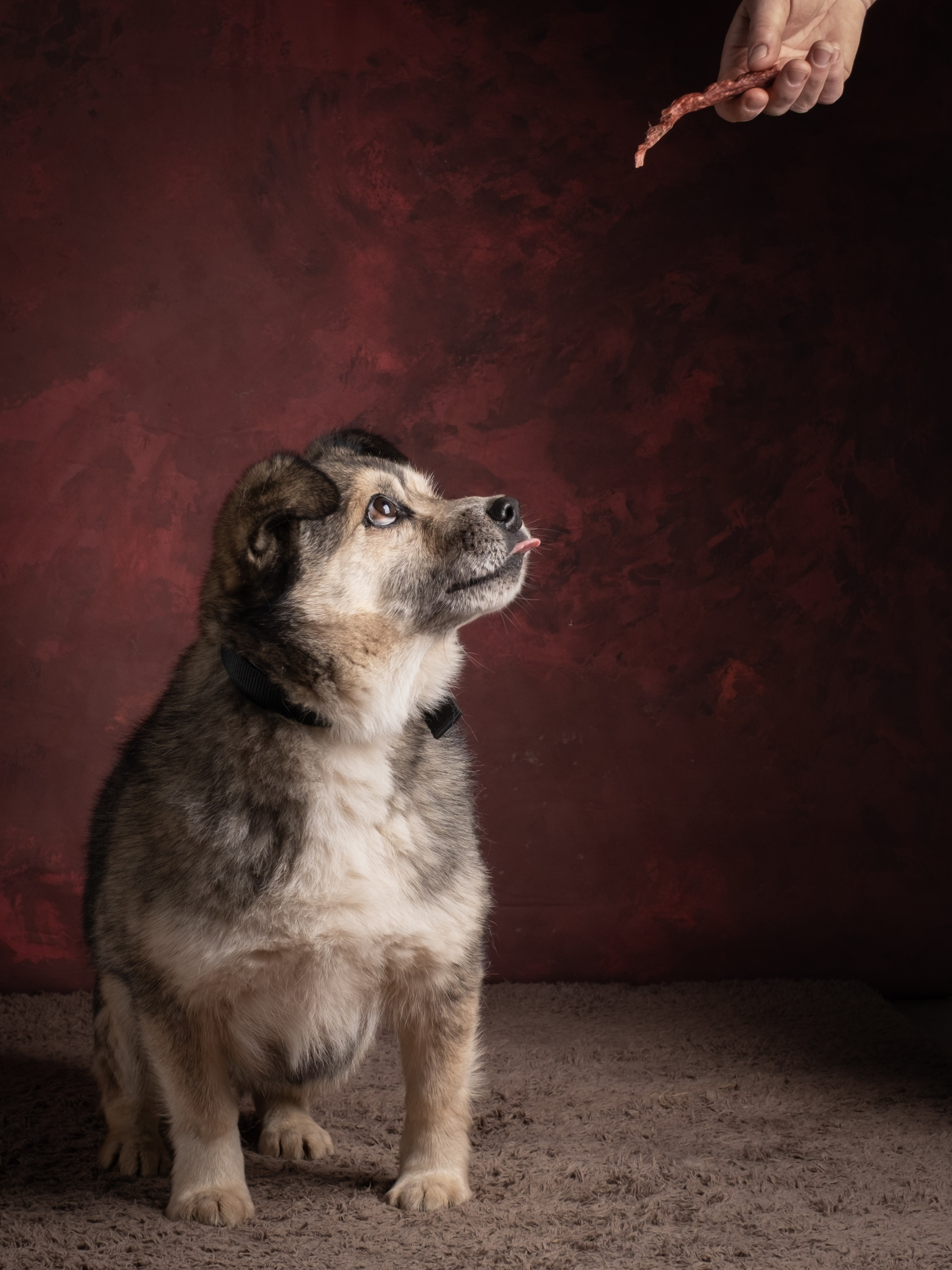 Съемки для пристройства!. Зоофотограф, фотограф животных в Москве и области Дина Дамоцева