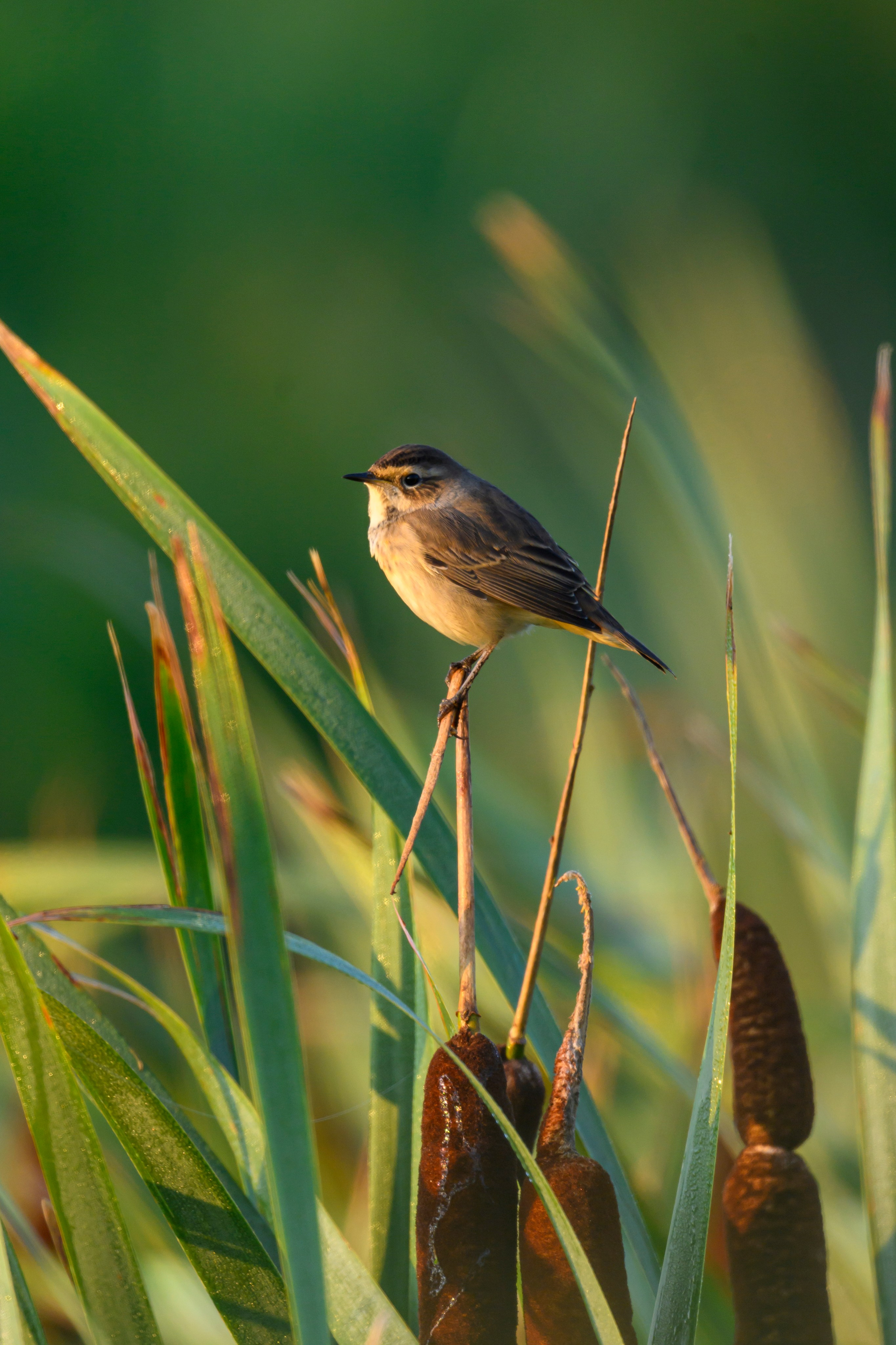Сова на рассвете. Owl at dawn. Wildlife photography by Sergey Puponin