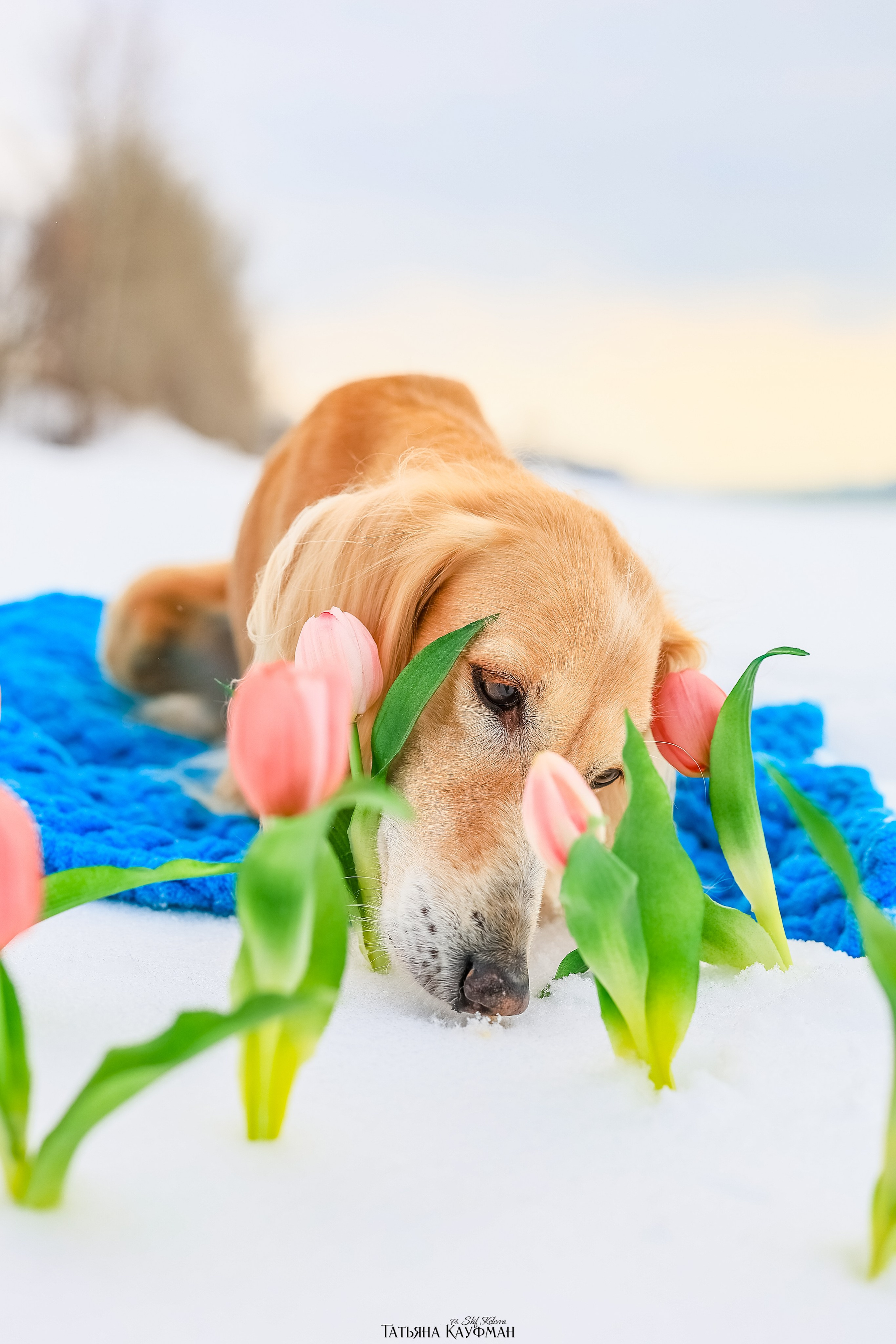 Салюки Флай и Лира. Фотограф Анималист из Новосибирска Татьяна Кауфман