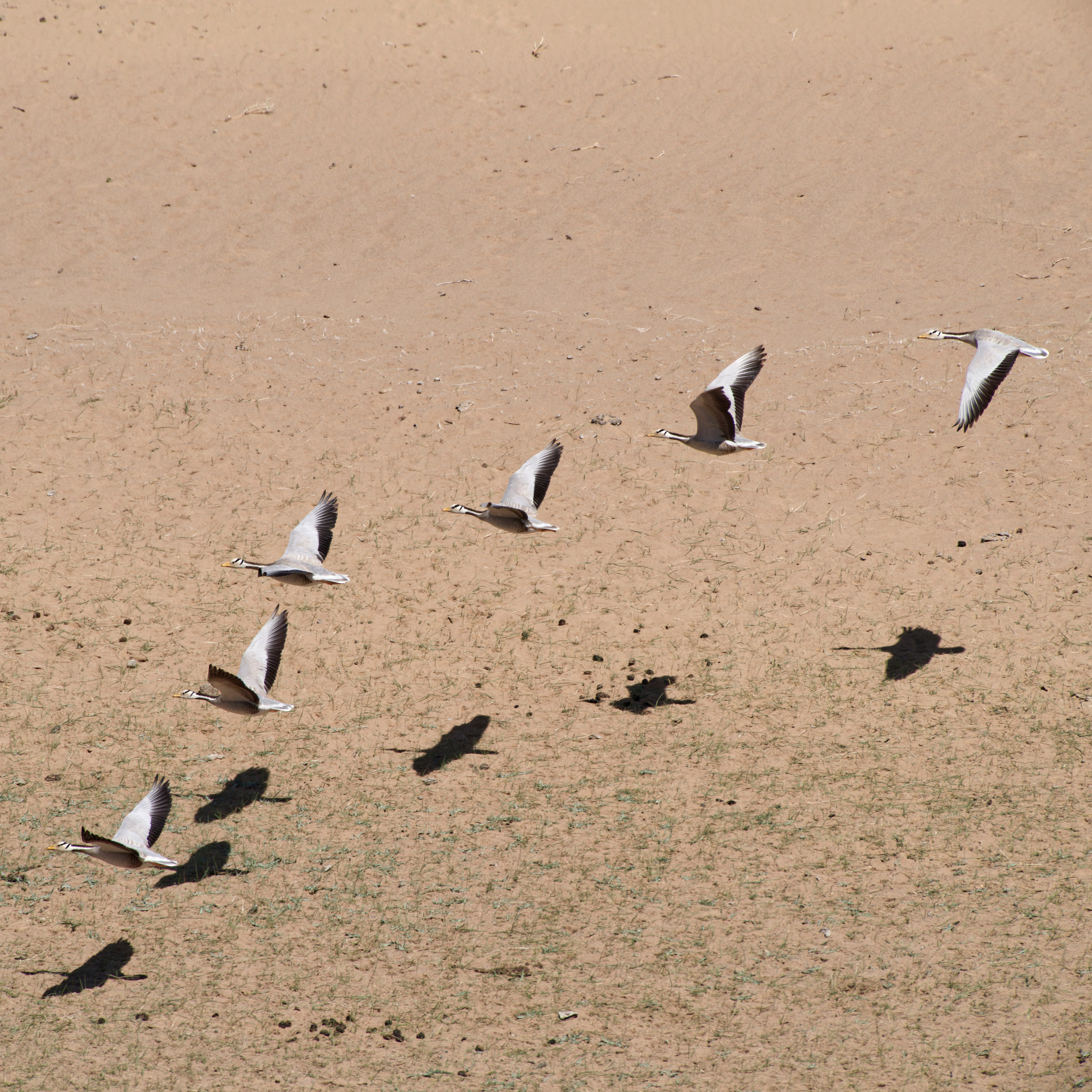 Экспедиция в Монголию (котловина больших озер). Семоха Валерий. Фотограф