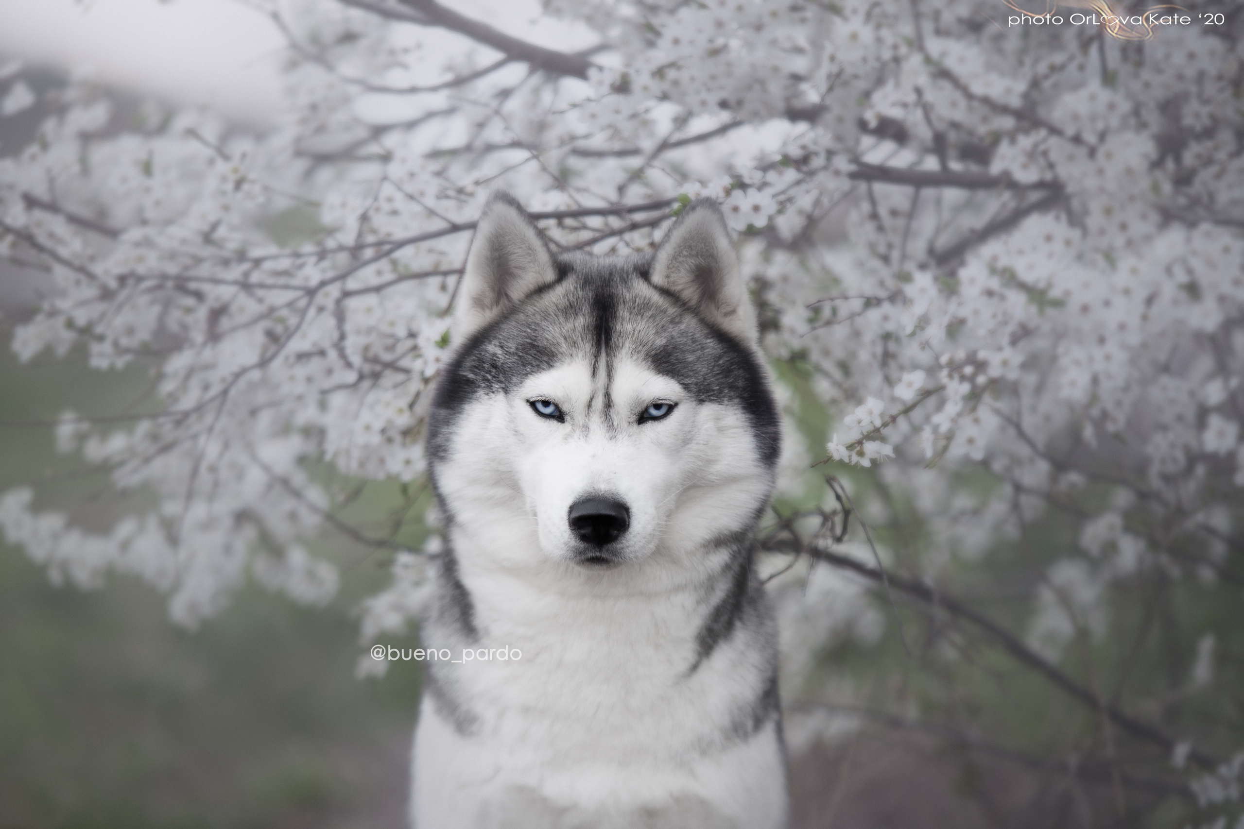 Собаки питомника Bueno Pardo. Питомник собак Акита, Хаски, Корги