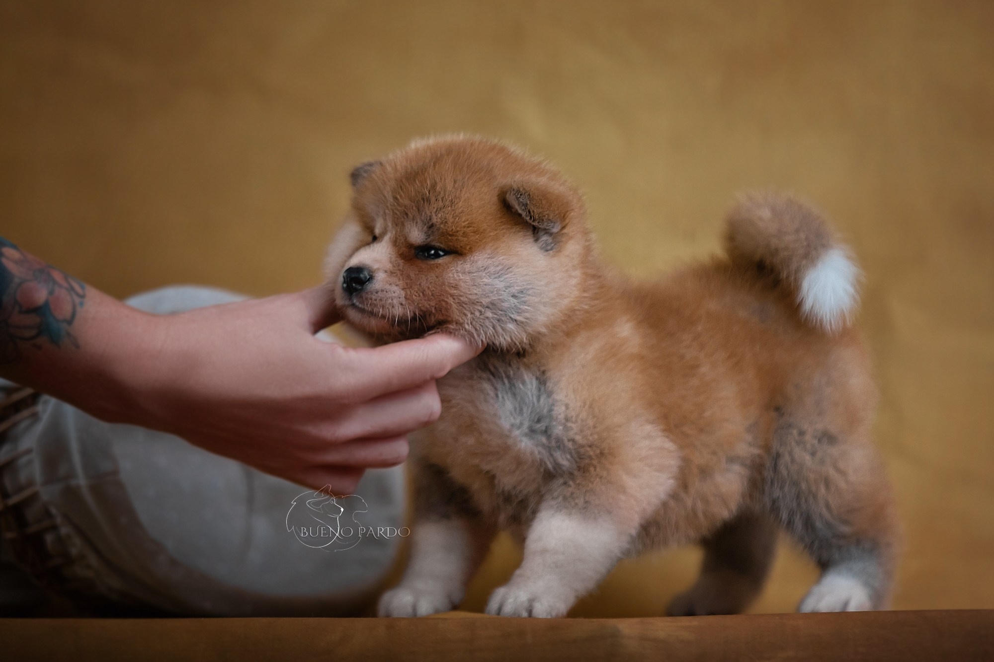 Щенки японской акита ину из питомника. Питомник собак Акита, Хаски, Корги