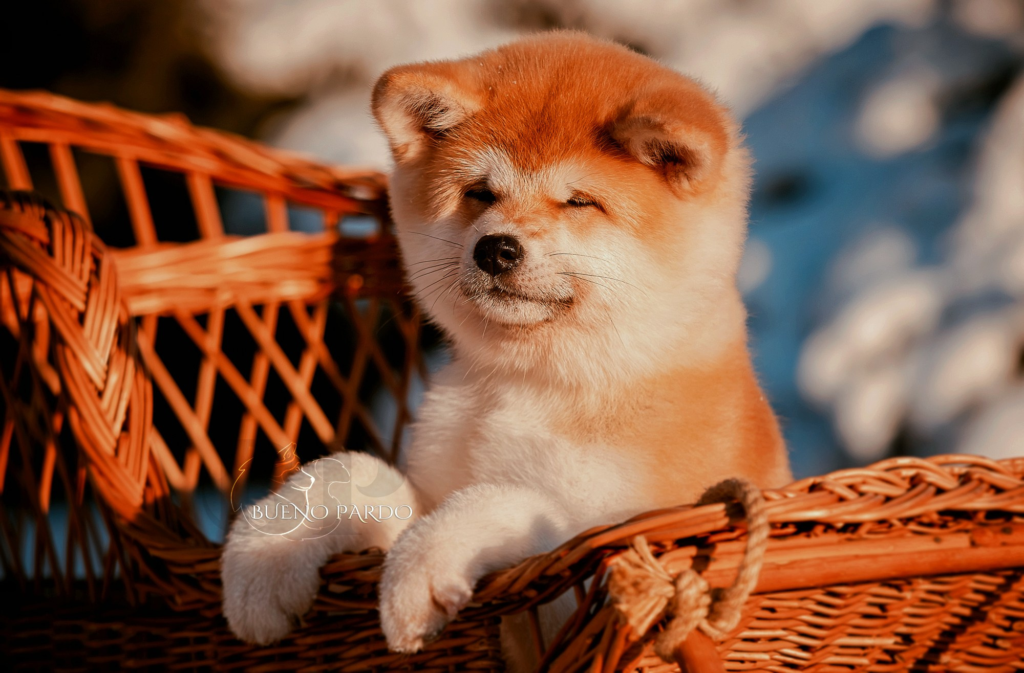 Щенки японской акита ину из питомника. Питомник собак Акита, Хаски, Корги