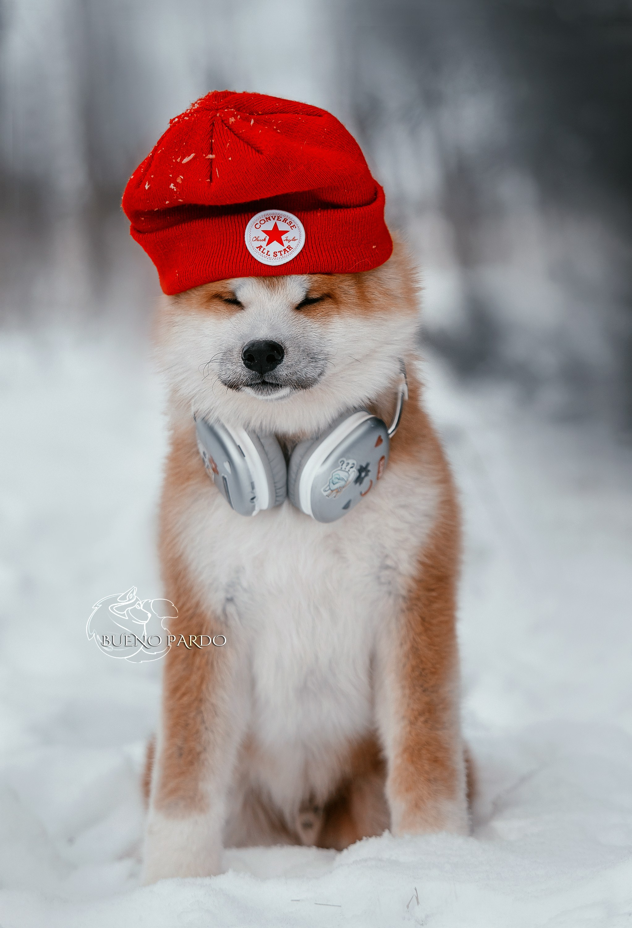 Щенки японской акита ину из питомника. Питомник собак Акита, Хаски, Корги