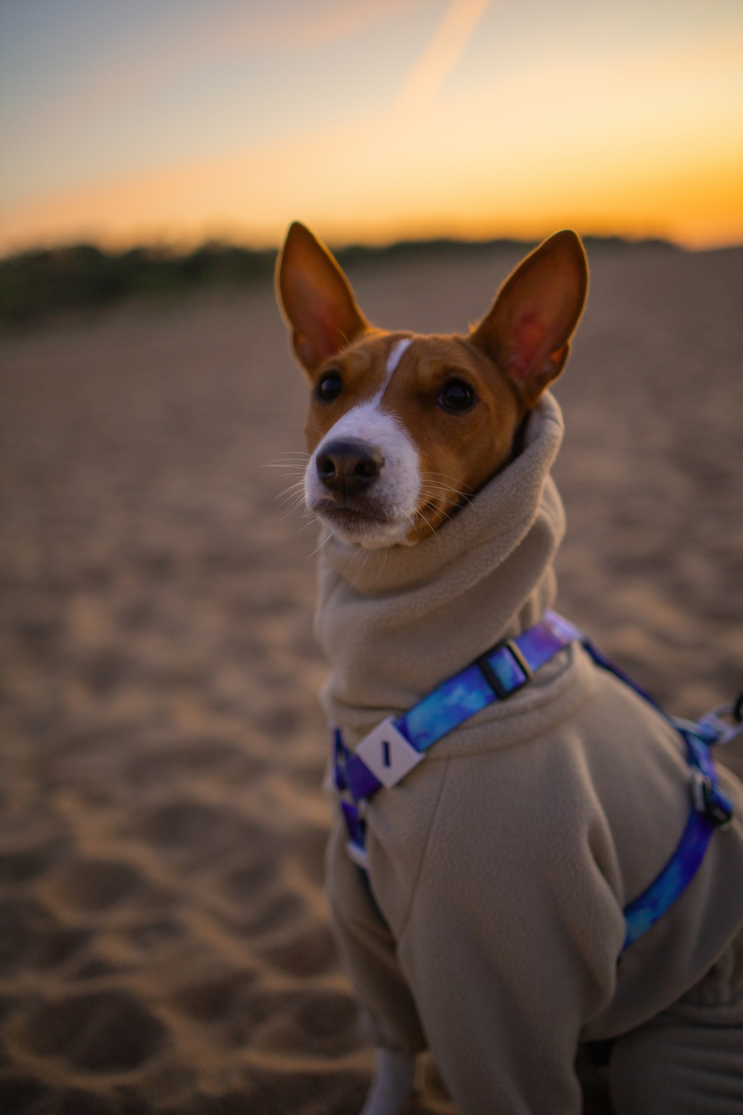Обо мне. Фотограф-анималист в Санкт-Петеребурге Титова Алиса