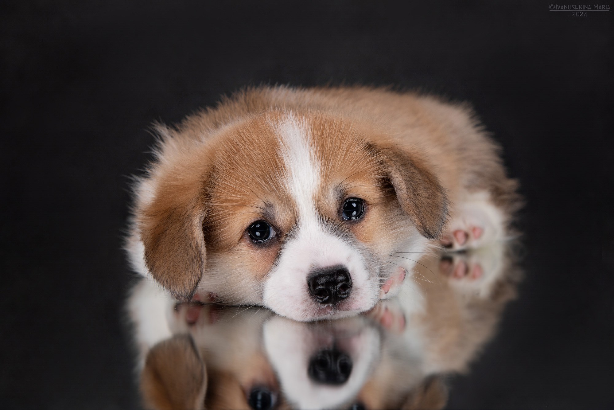 Фотосессия щенков на фонах. Фотограф собак в Москве и Московской области Иванушкина Мария