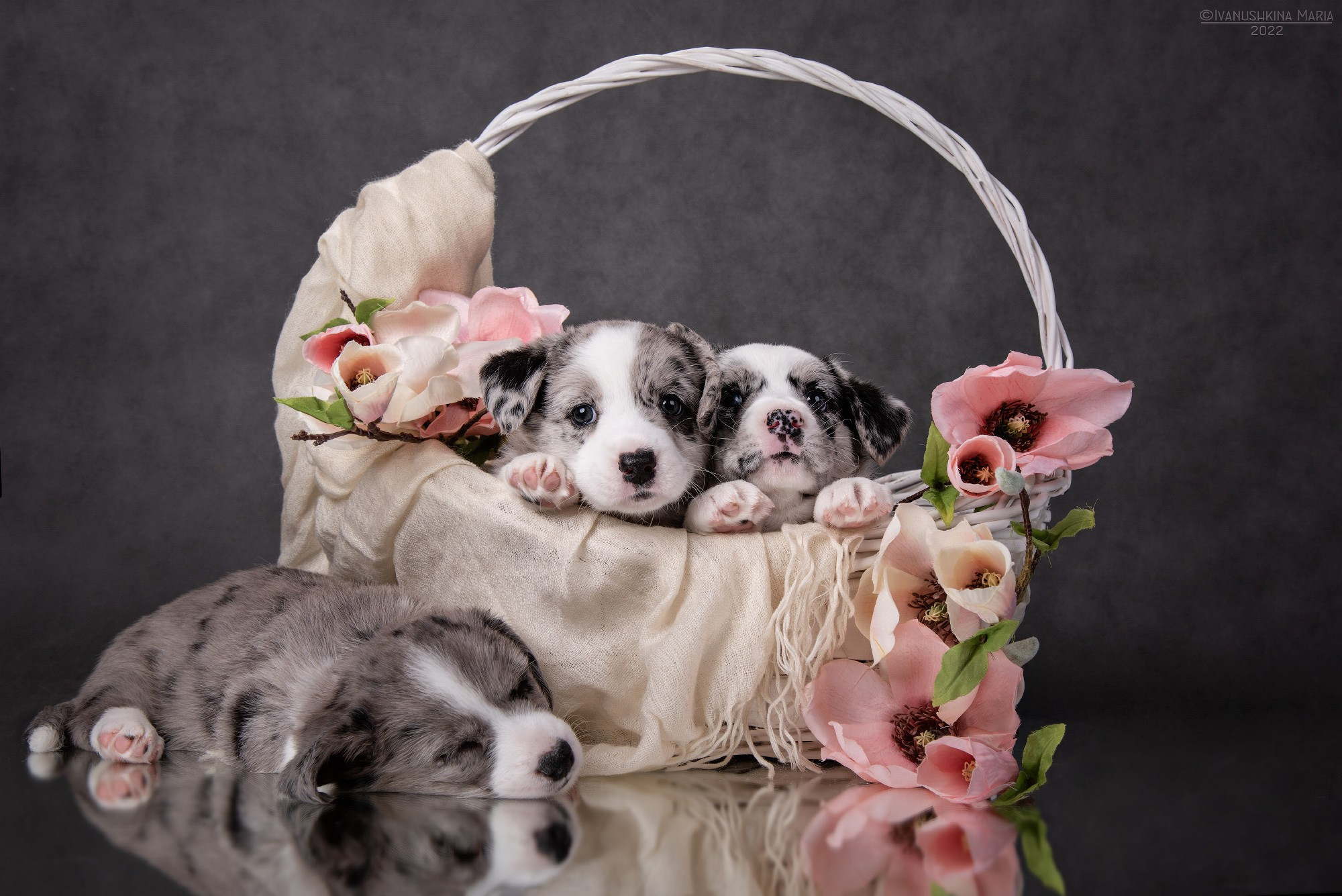 Фотосессия щенков на фонах. Фотограф собак в Москве и Московской области Иванушкина Мария